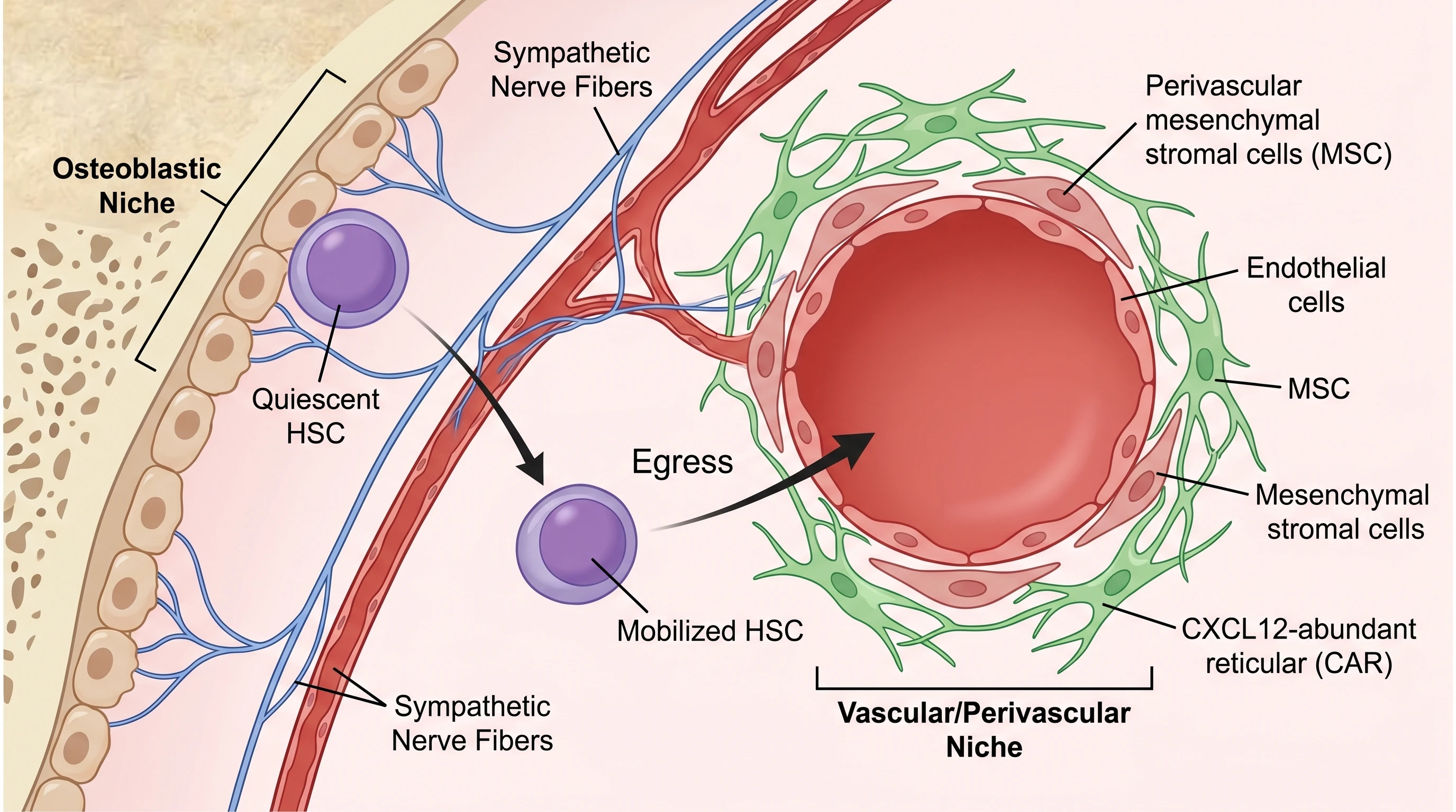 Bone Marrow HSC Niche Architecture