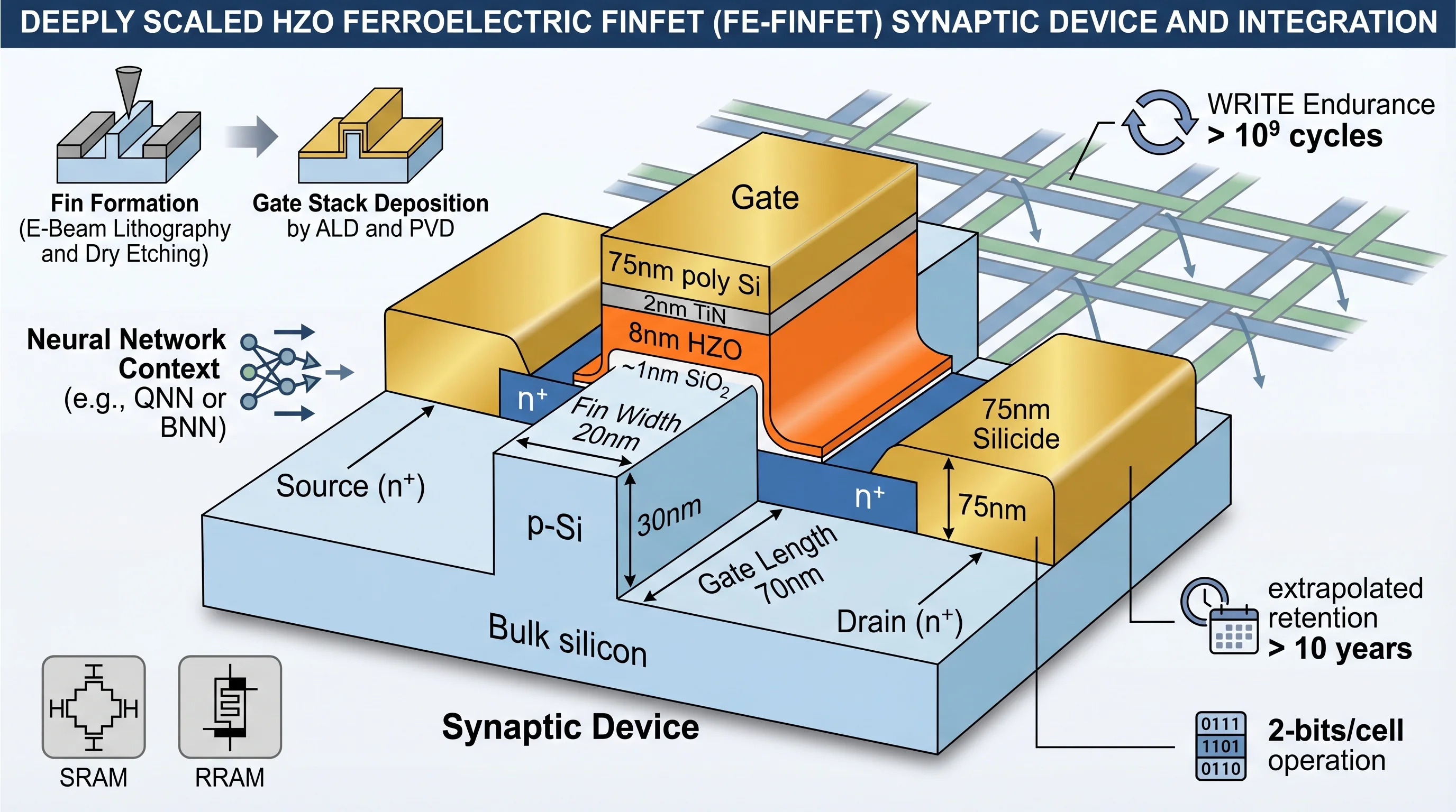 Ferroelectric FinFET Synaptic Device