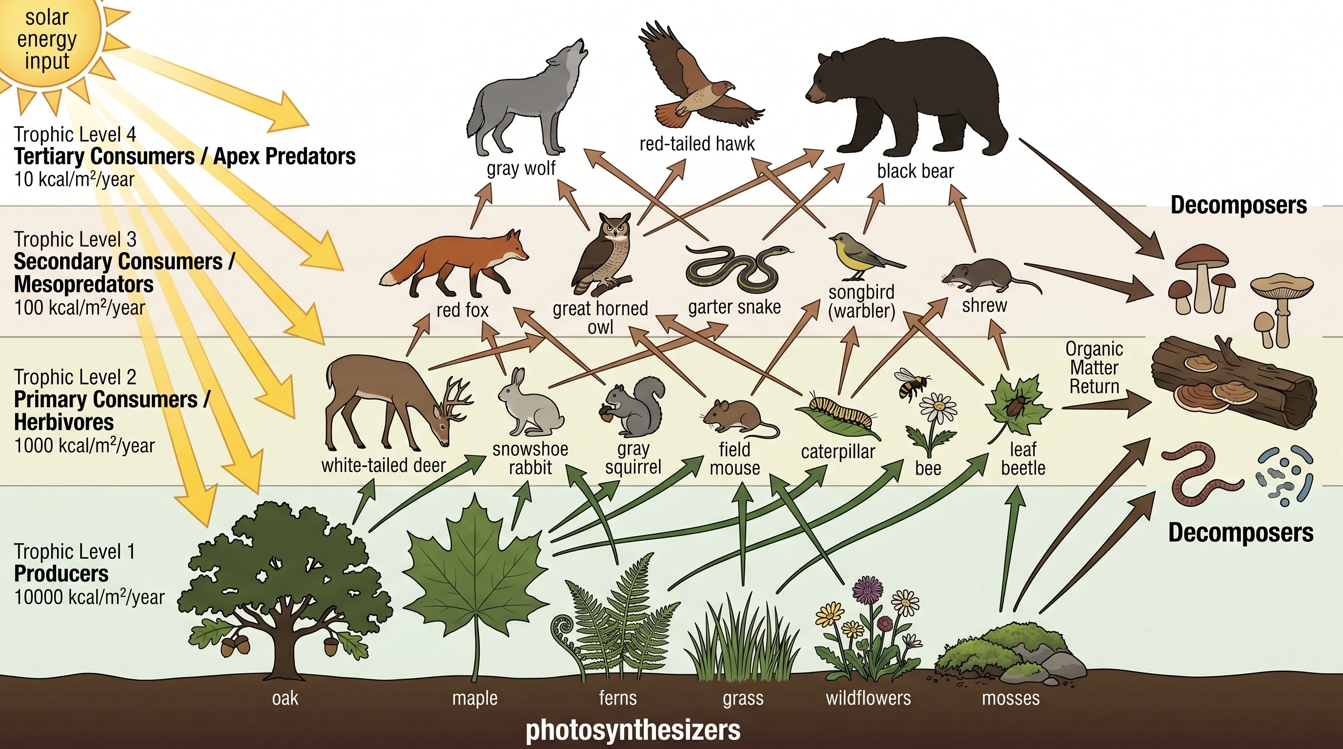 Rete trofica della foresta temperata settentrionale