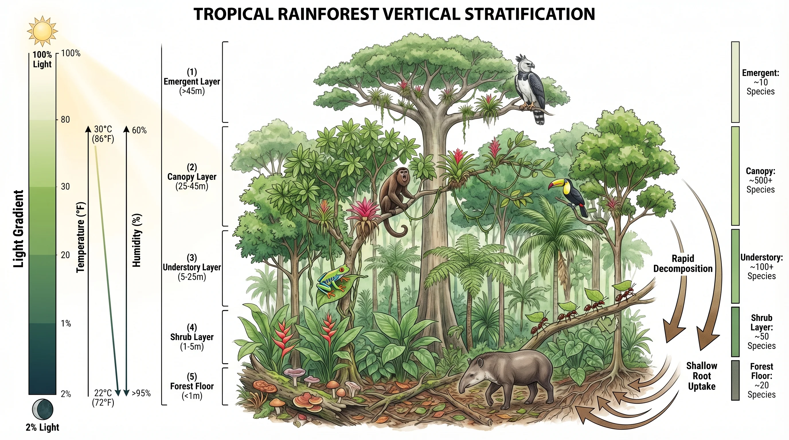 Rainforest Canopy Stratification