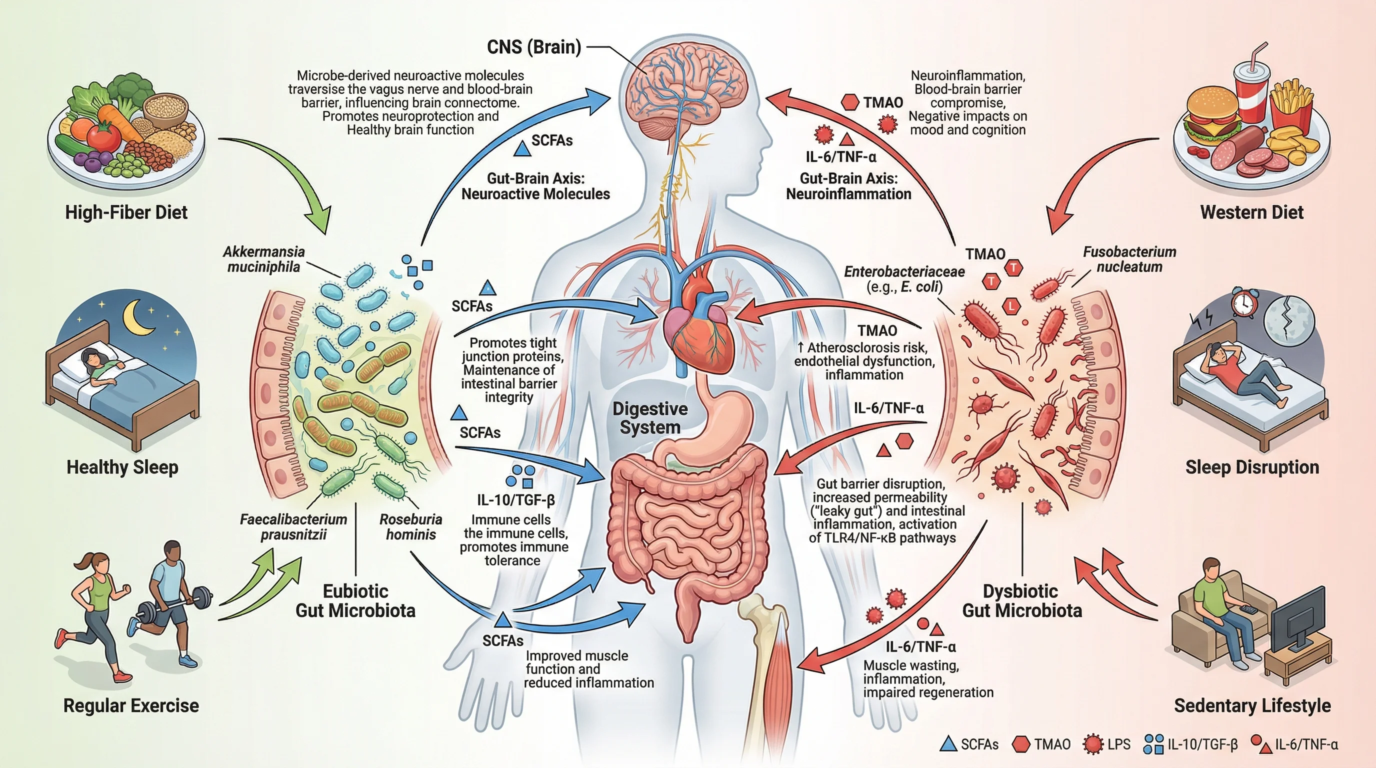 Gut Microbiome And Systemic Health Pathways