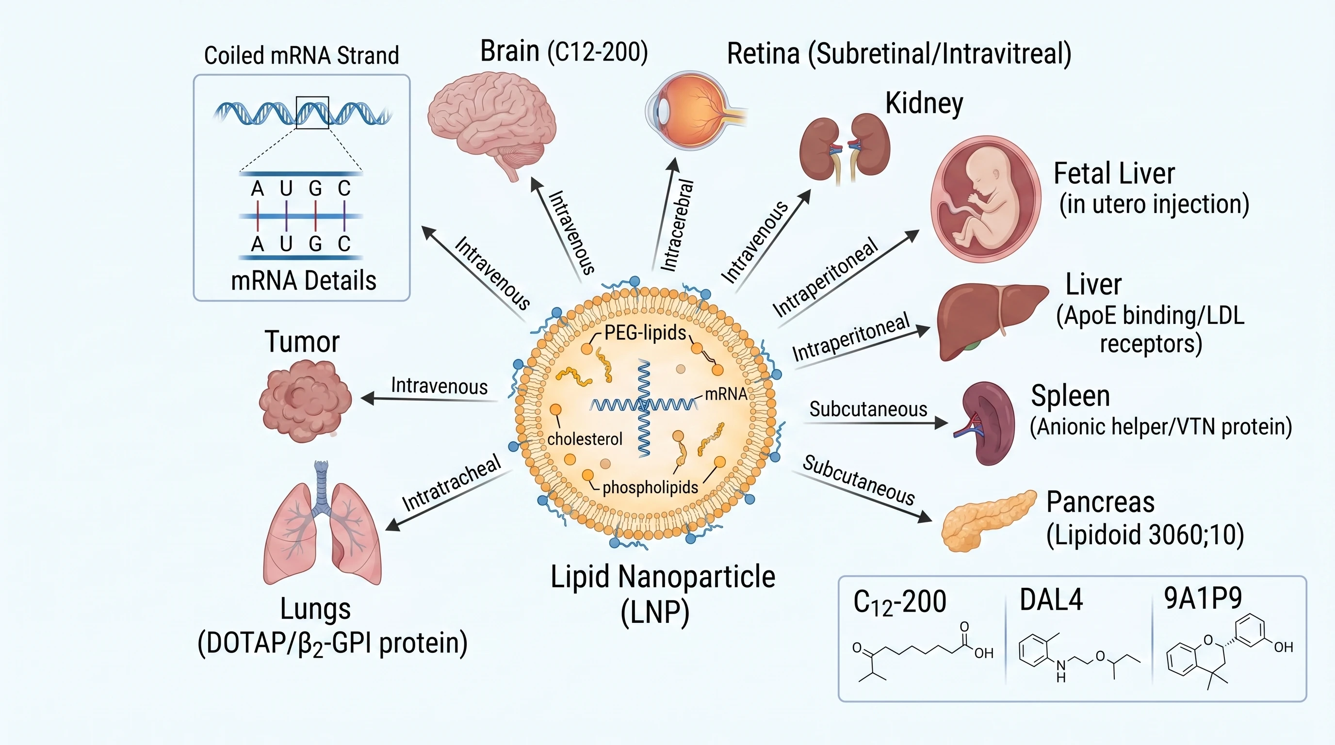 LNP Multi Organ Tropism And Ionizable Lipid Routes