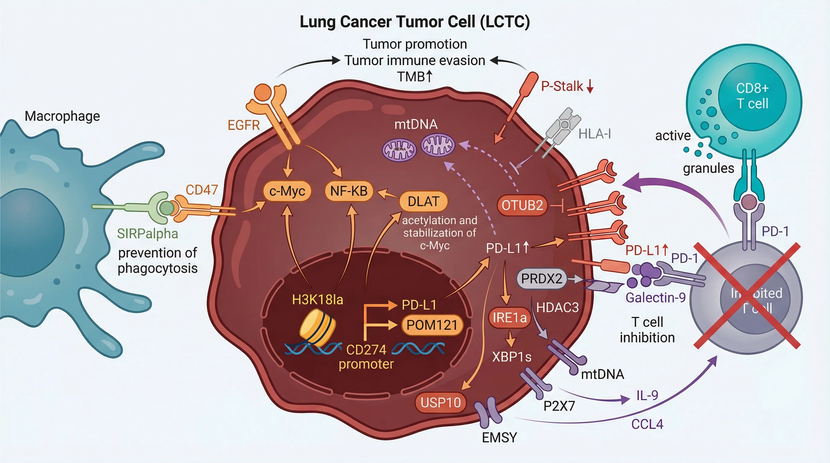 Lung Cancer Immune Escape Microenvironment