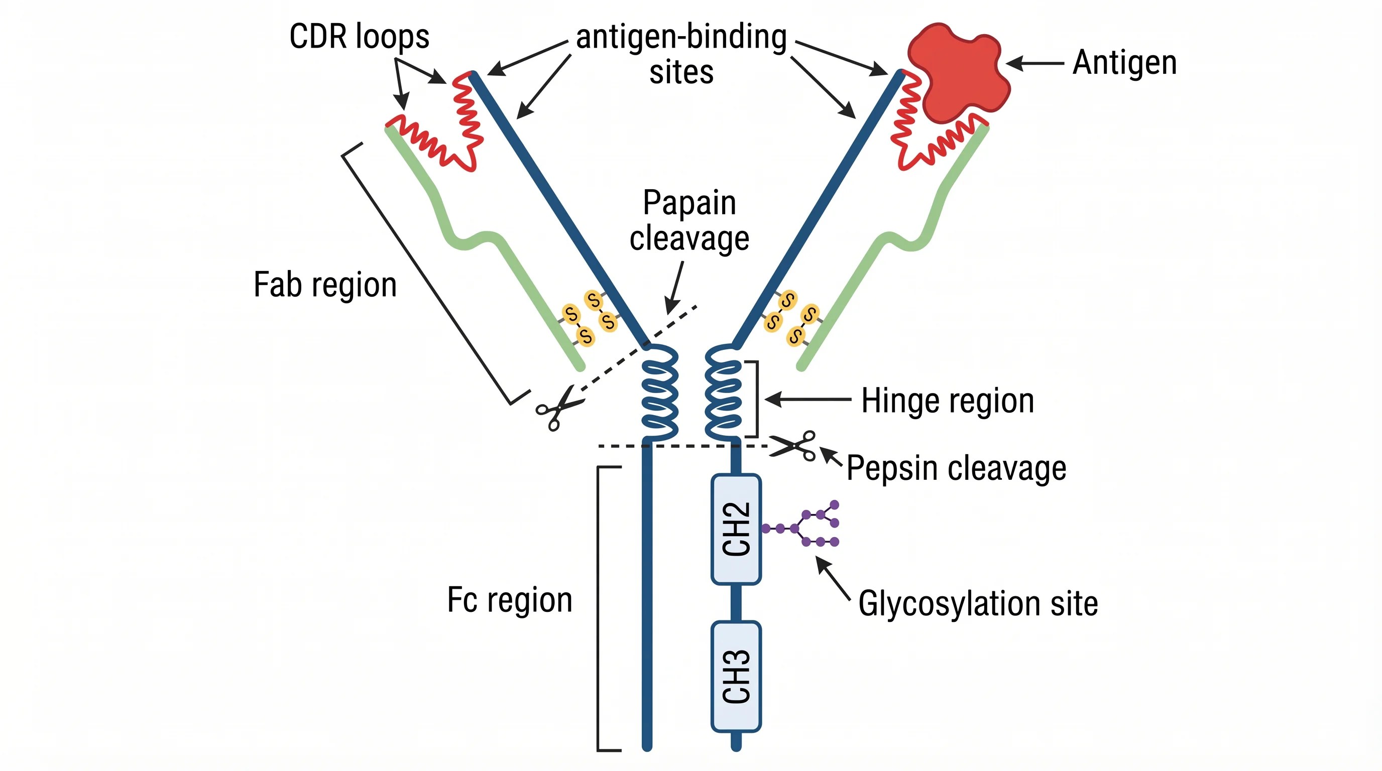Antibody Structure And Antigen Binding