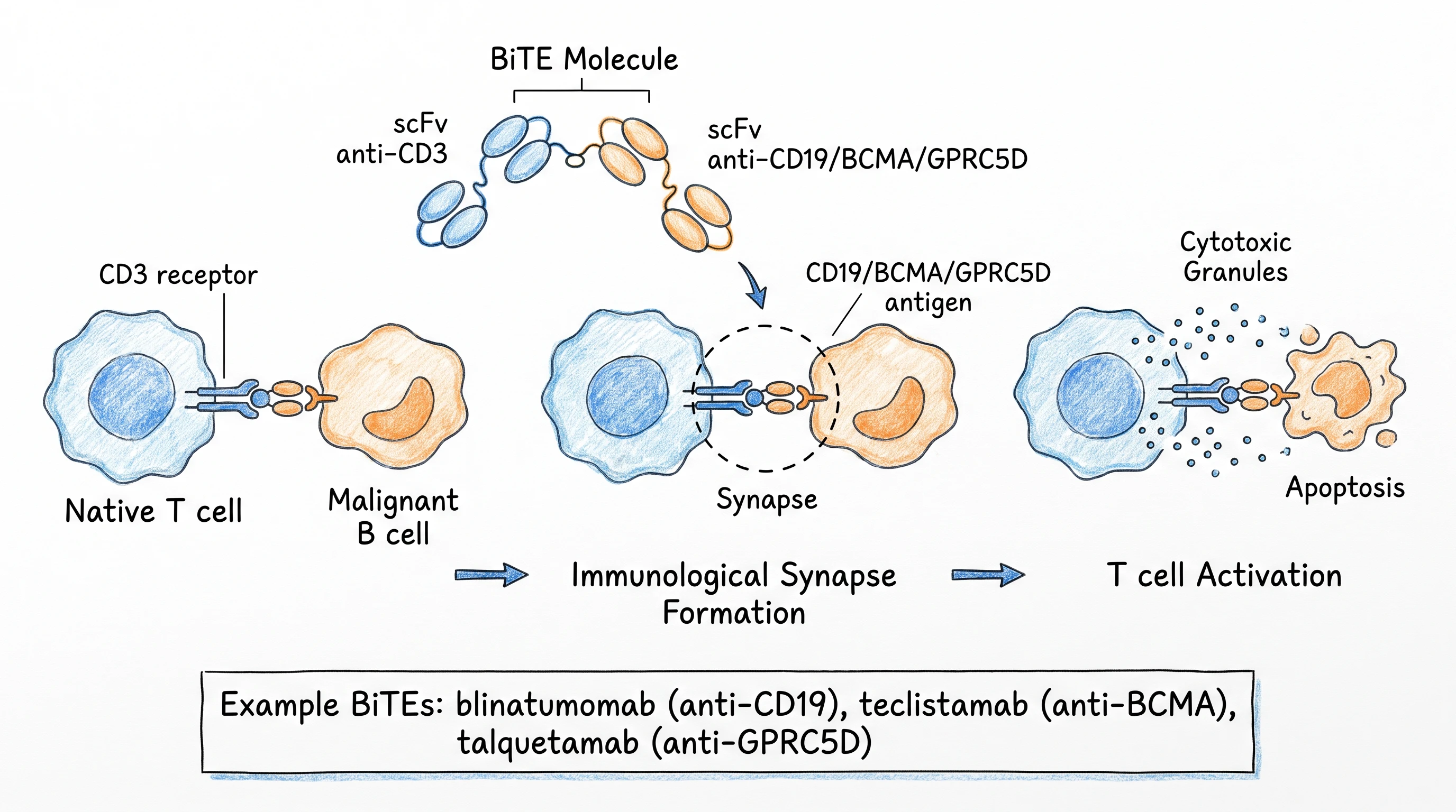 BiTE Bispecific Antibody Bridging Mechanism