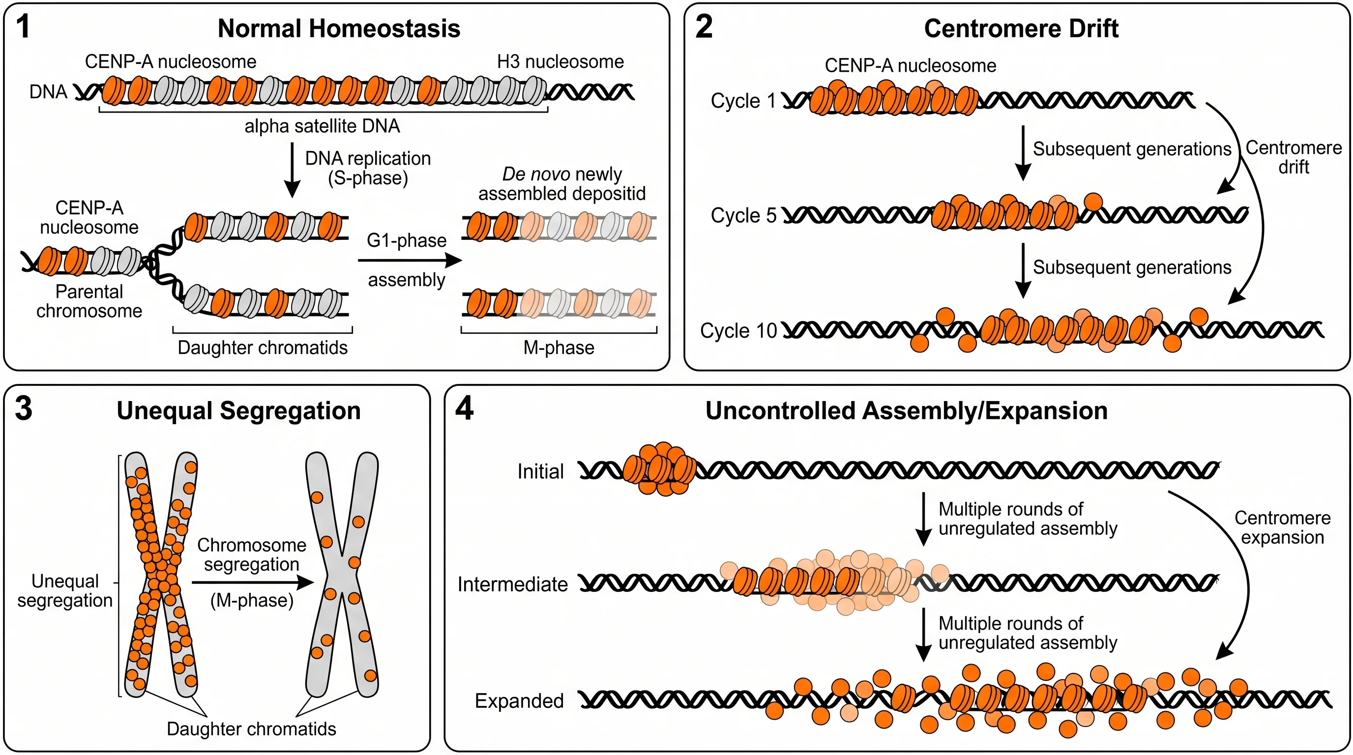 CENP A Chromatin Regulation And Cell Cycle