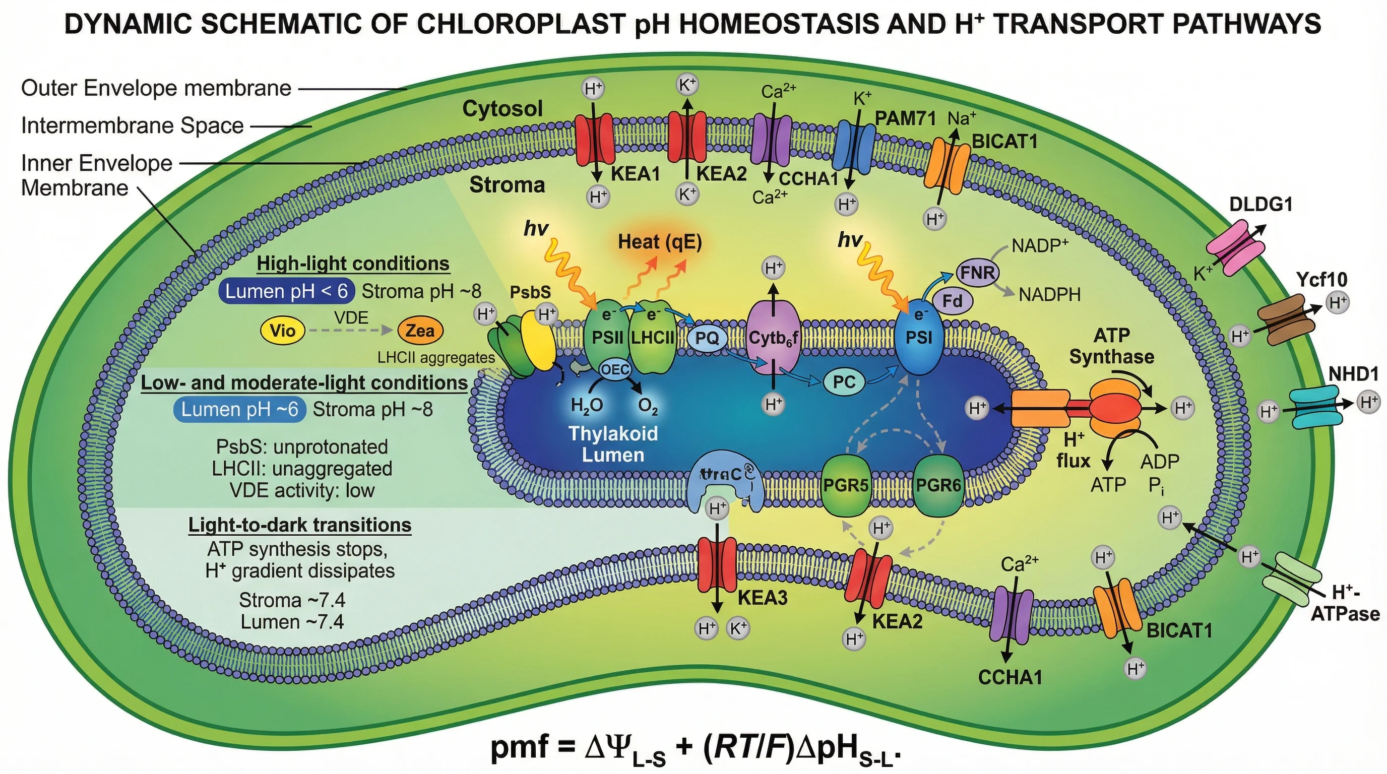 Chloroplast pH Homeostasis And Proton Transport