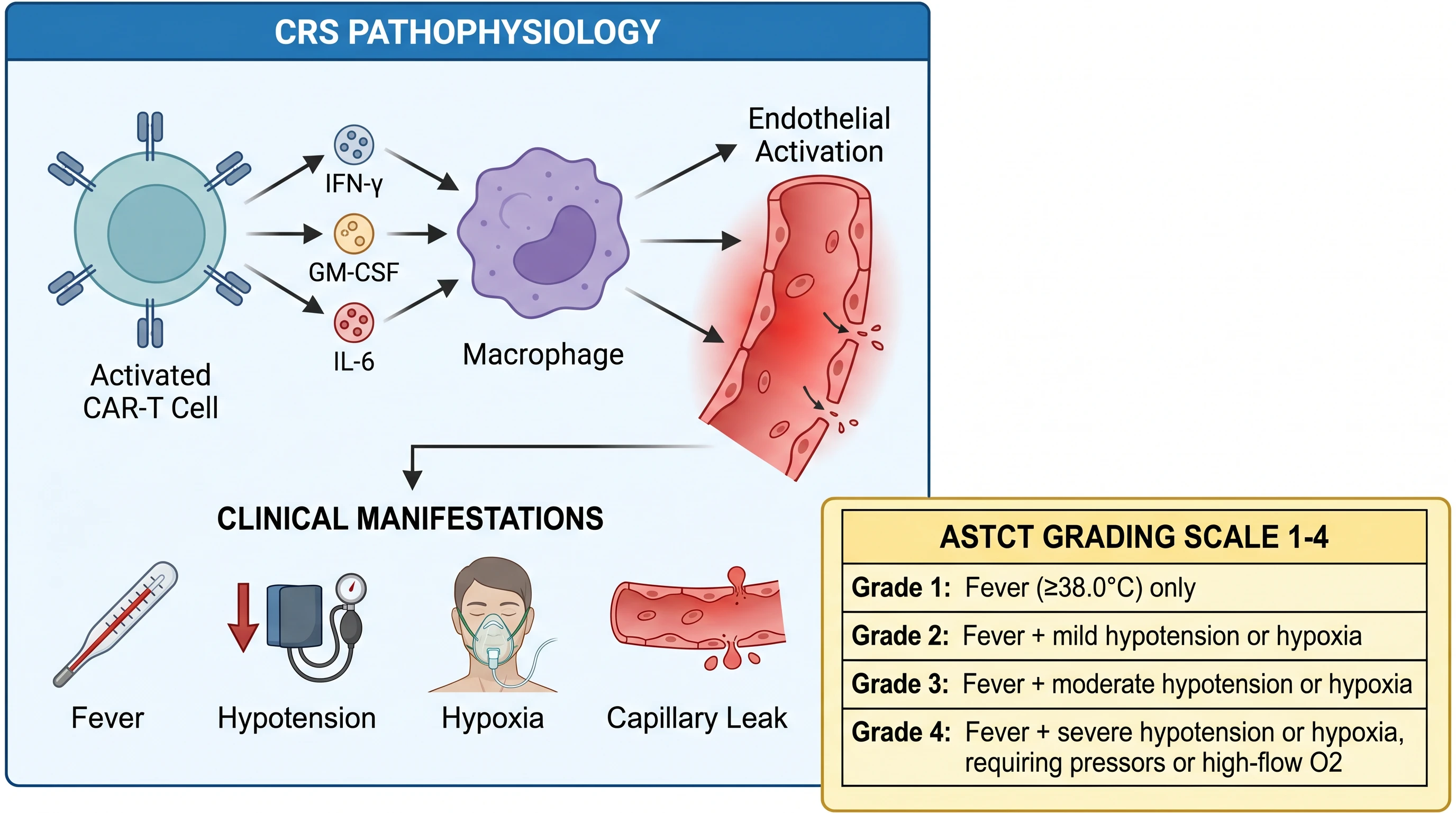 Cytokine Release Syndrome (CRS) Pathophysiology