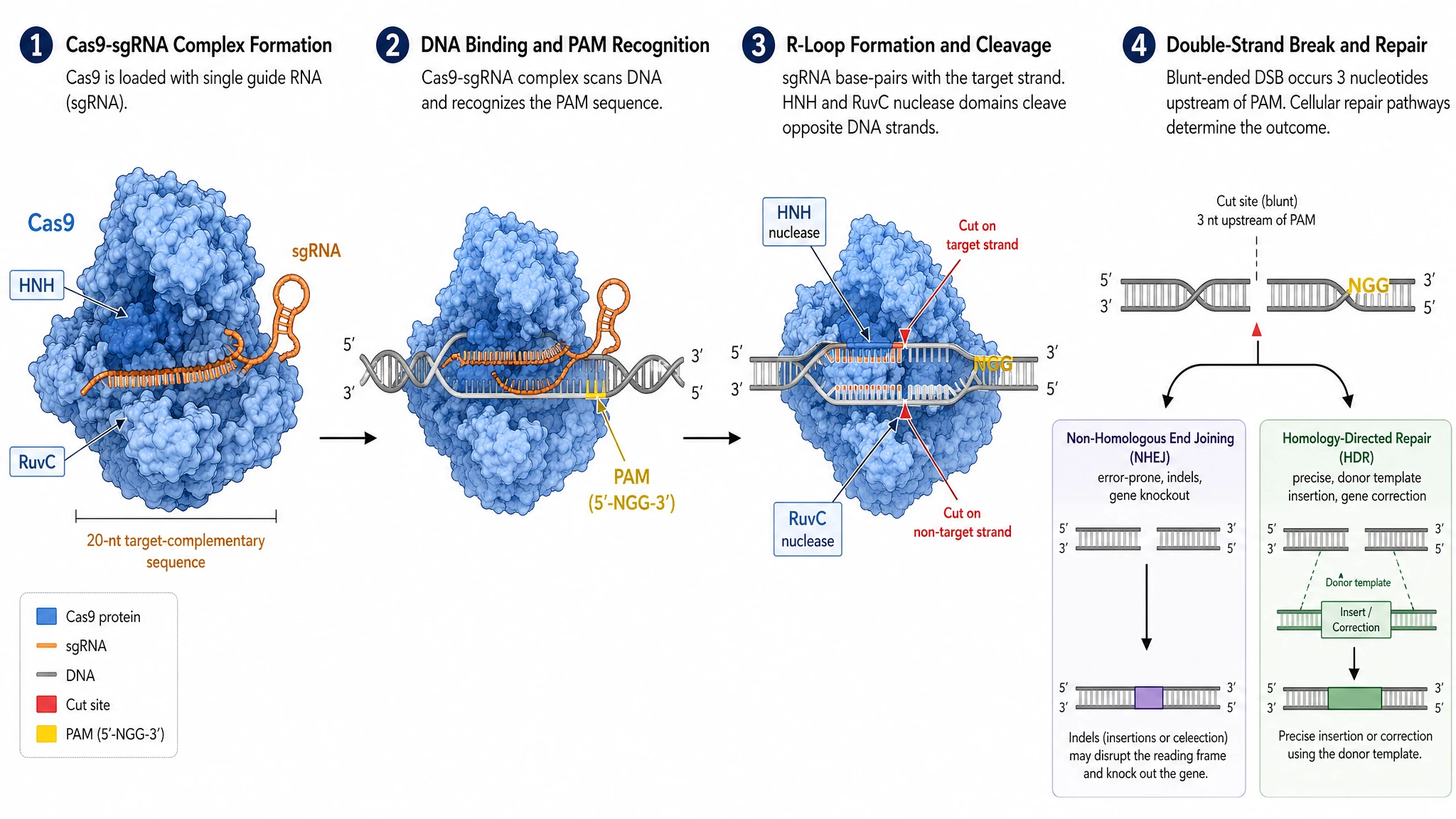 CRISPR-Cas9-Schneidemechanismus