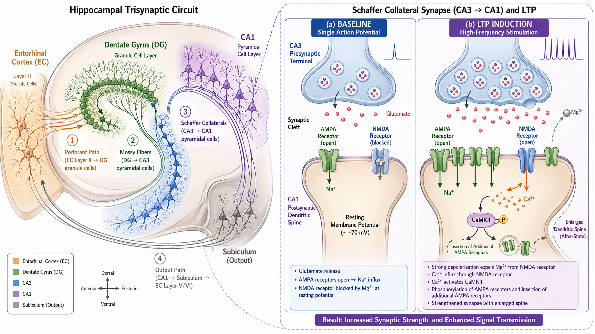 Hippocampus-Speicherkreislauf und LTP