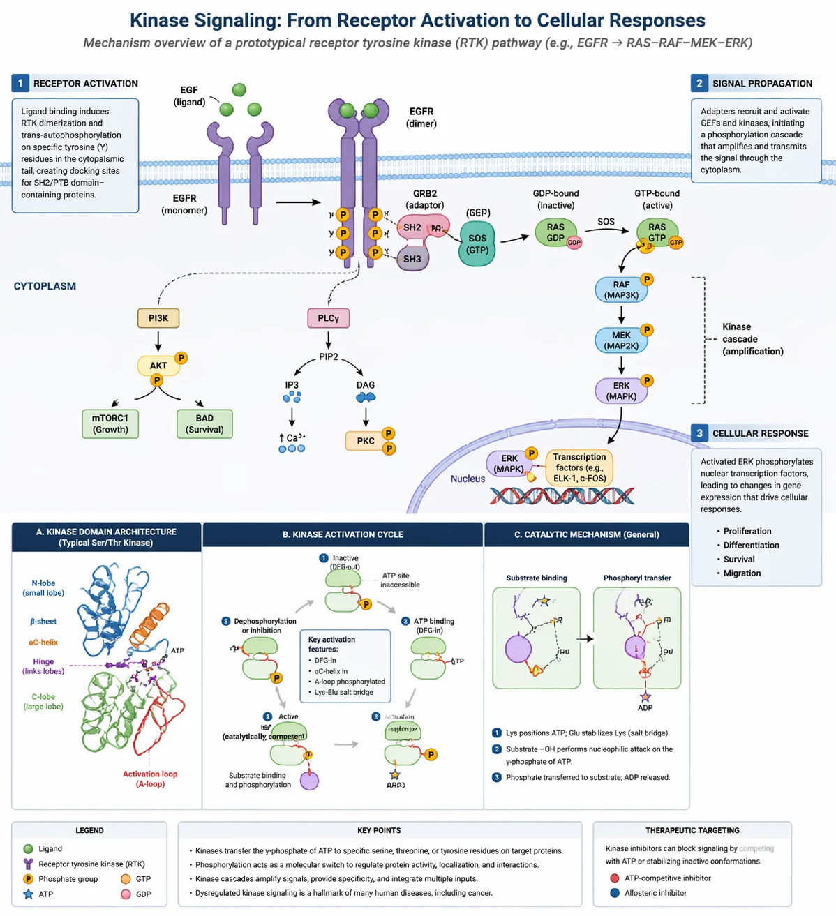 GPT Image 2 Kinase-Signalmechanismus-Abbildung