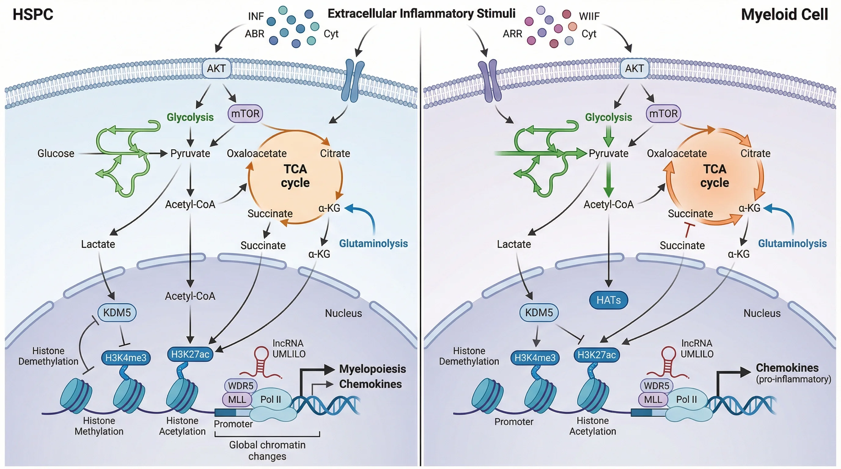 Hematopoietic Stem Cell Immune Memory Pathways