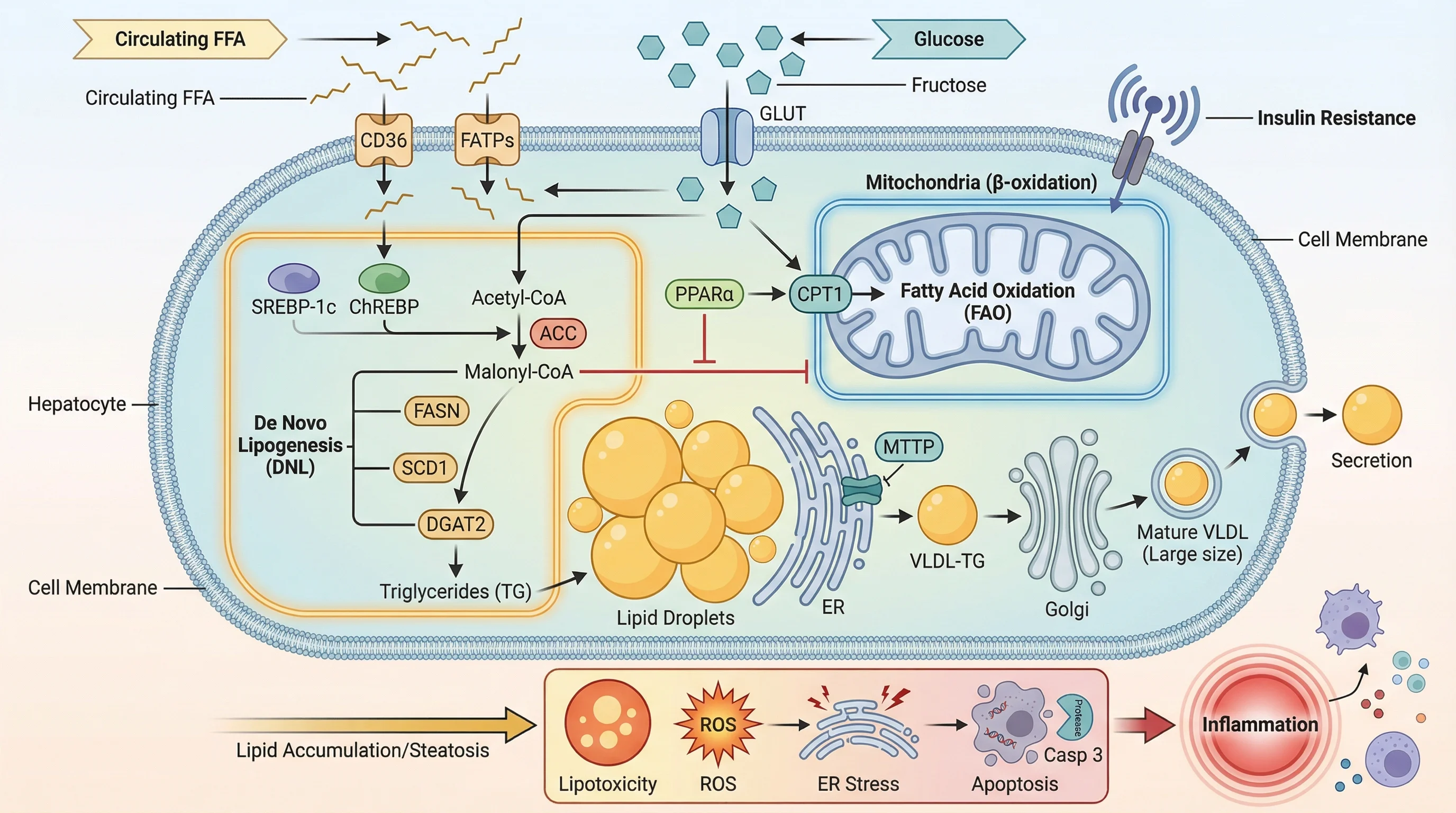 Hepatocyte Lipid Metabolism In MASLD