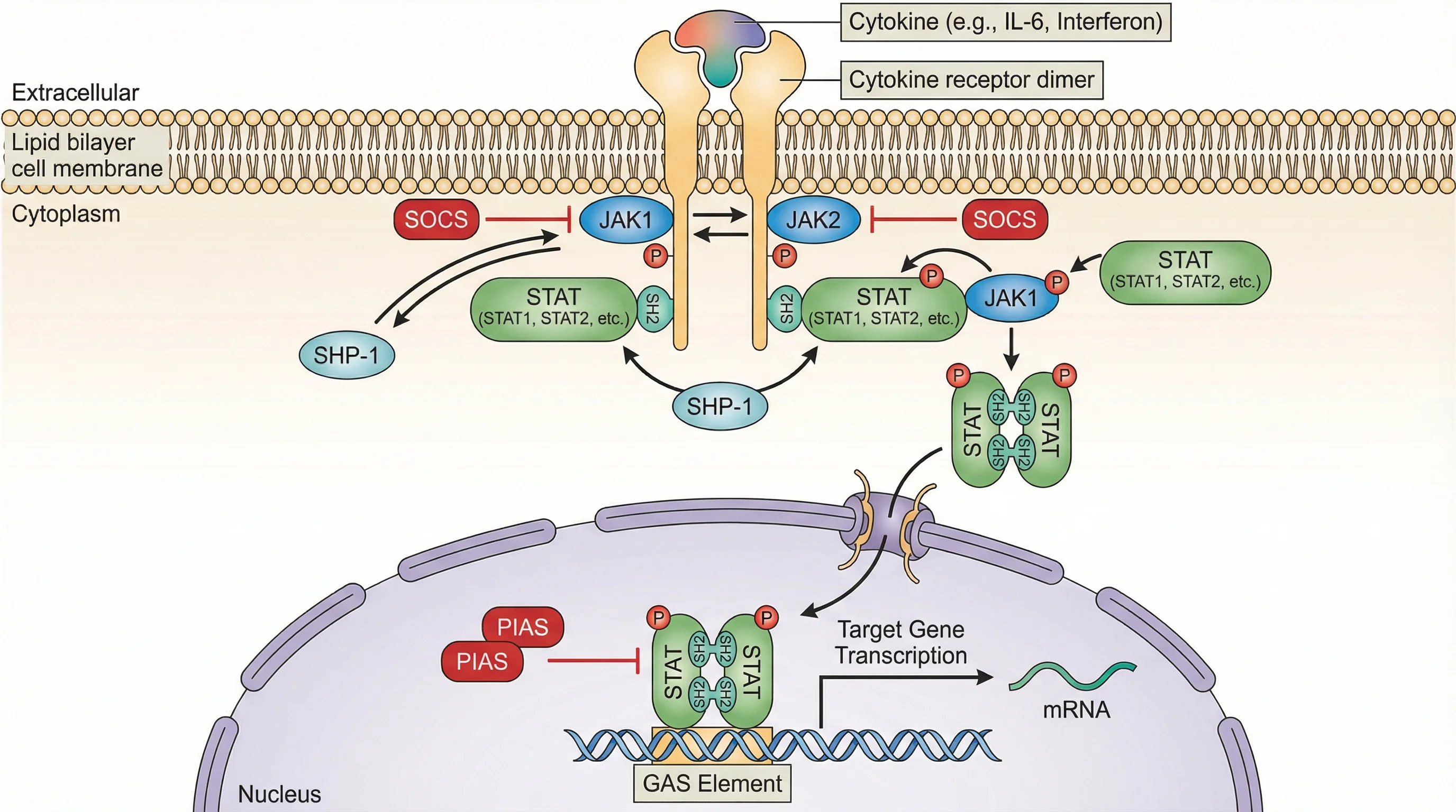 JAK STAT Signaling Pathway