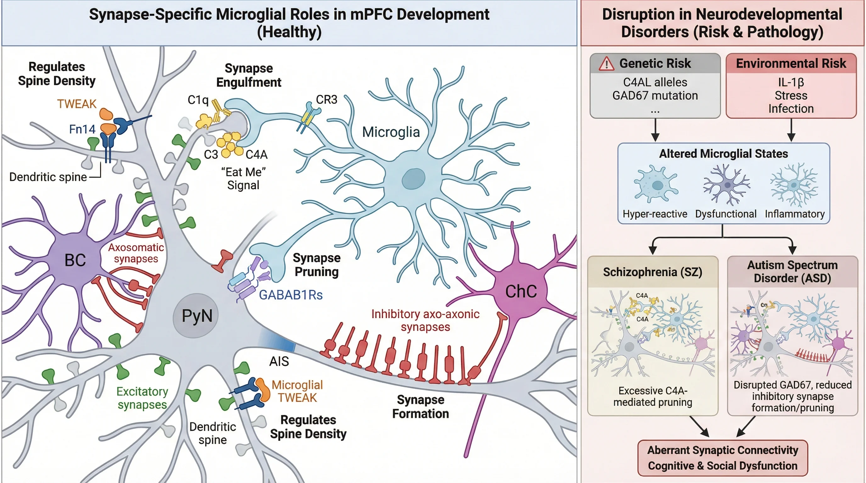 Microglial Synapse Pruning In Brain Development