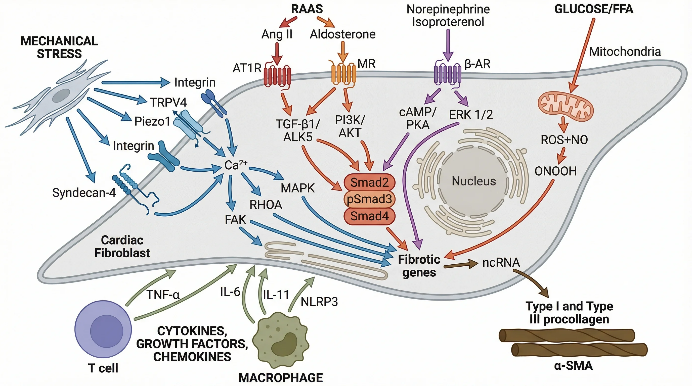 Myocardial Fibrosis Molecular Pathways