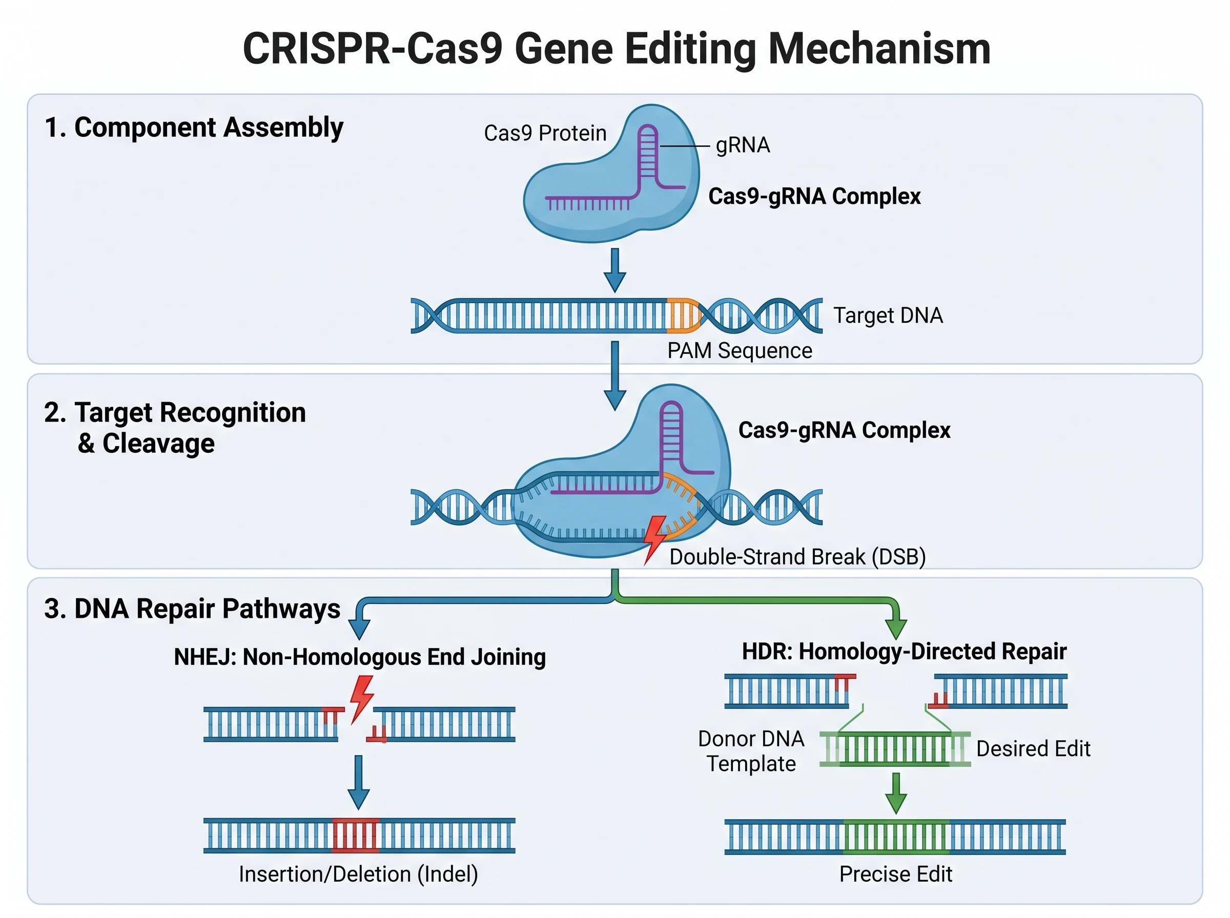 Nano Banana Pro High Fidelity CRISPR Mechanism