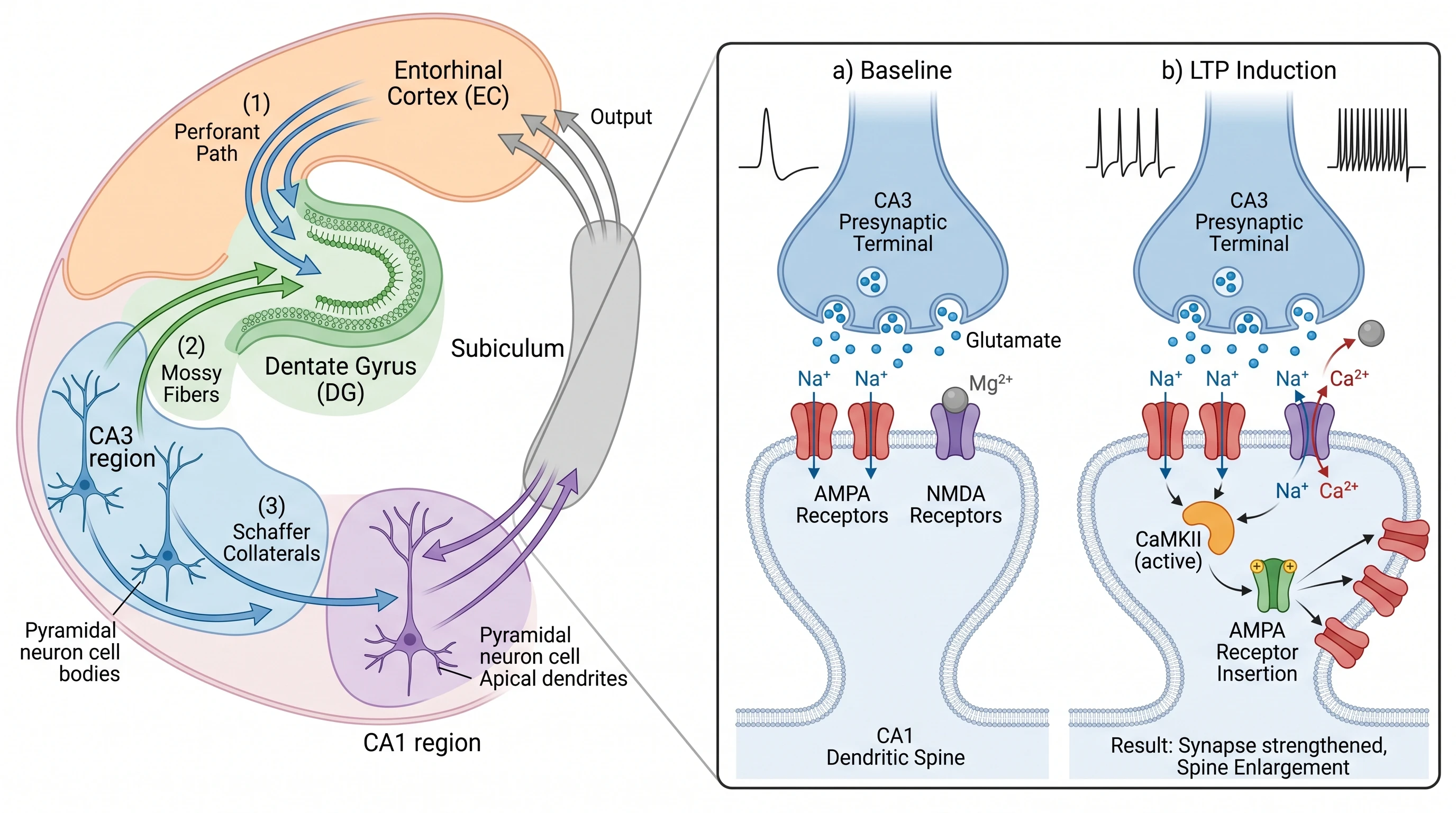 Hippocampus Memory Circuit and LTP