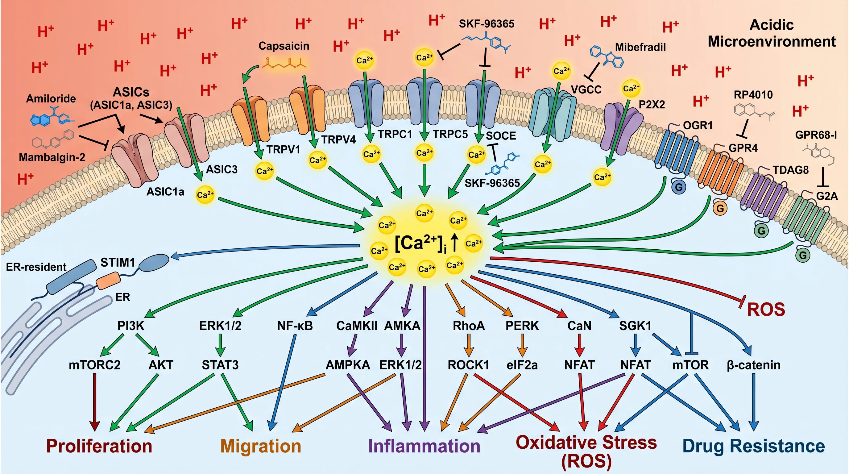Tumor Acidic Microenvironment Calcium Signaling