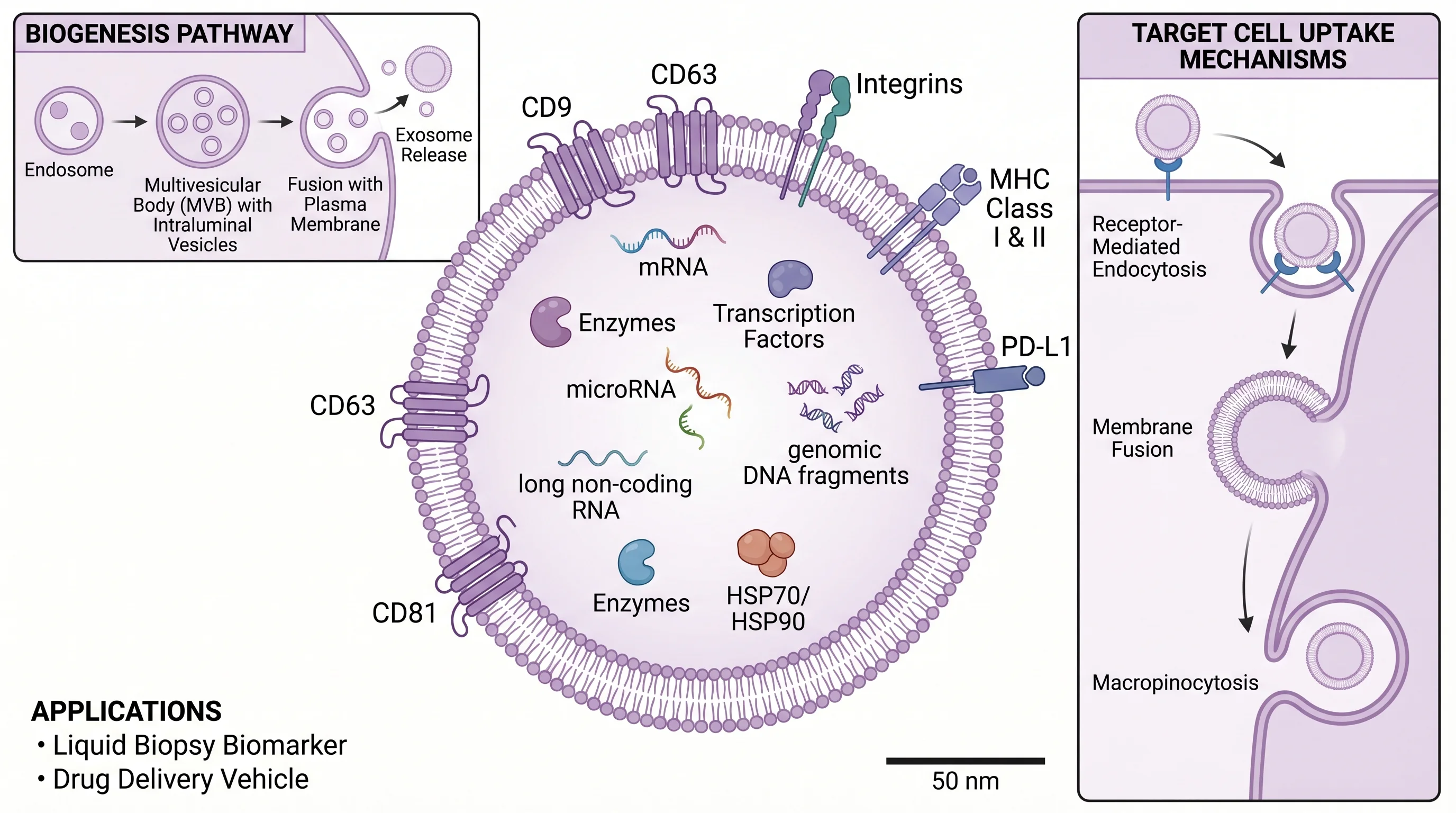 Exosome Structure And Cargo
