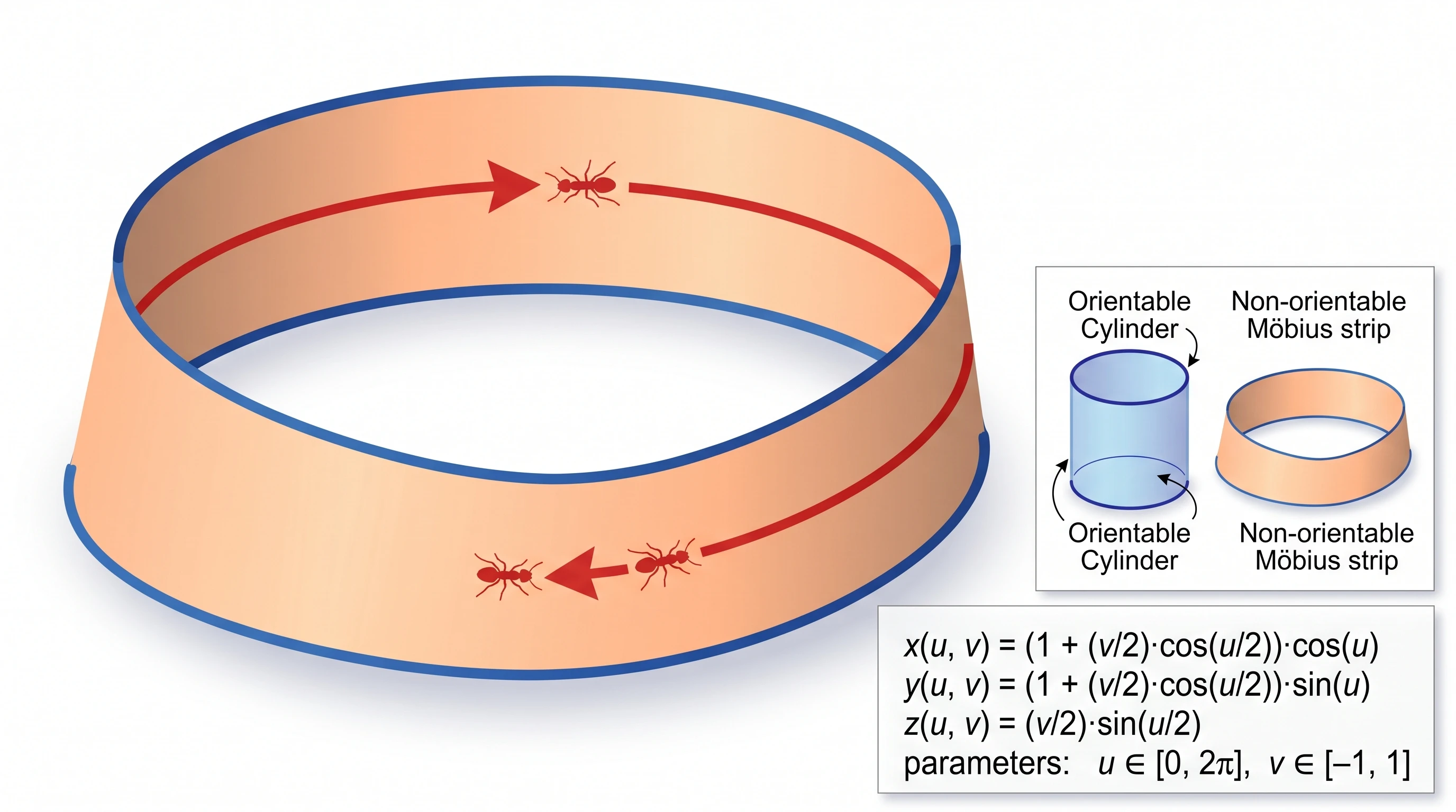 Möbius Strip Topology