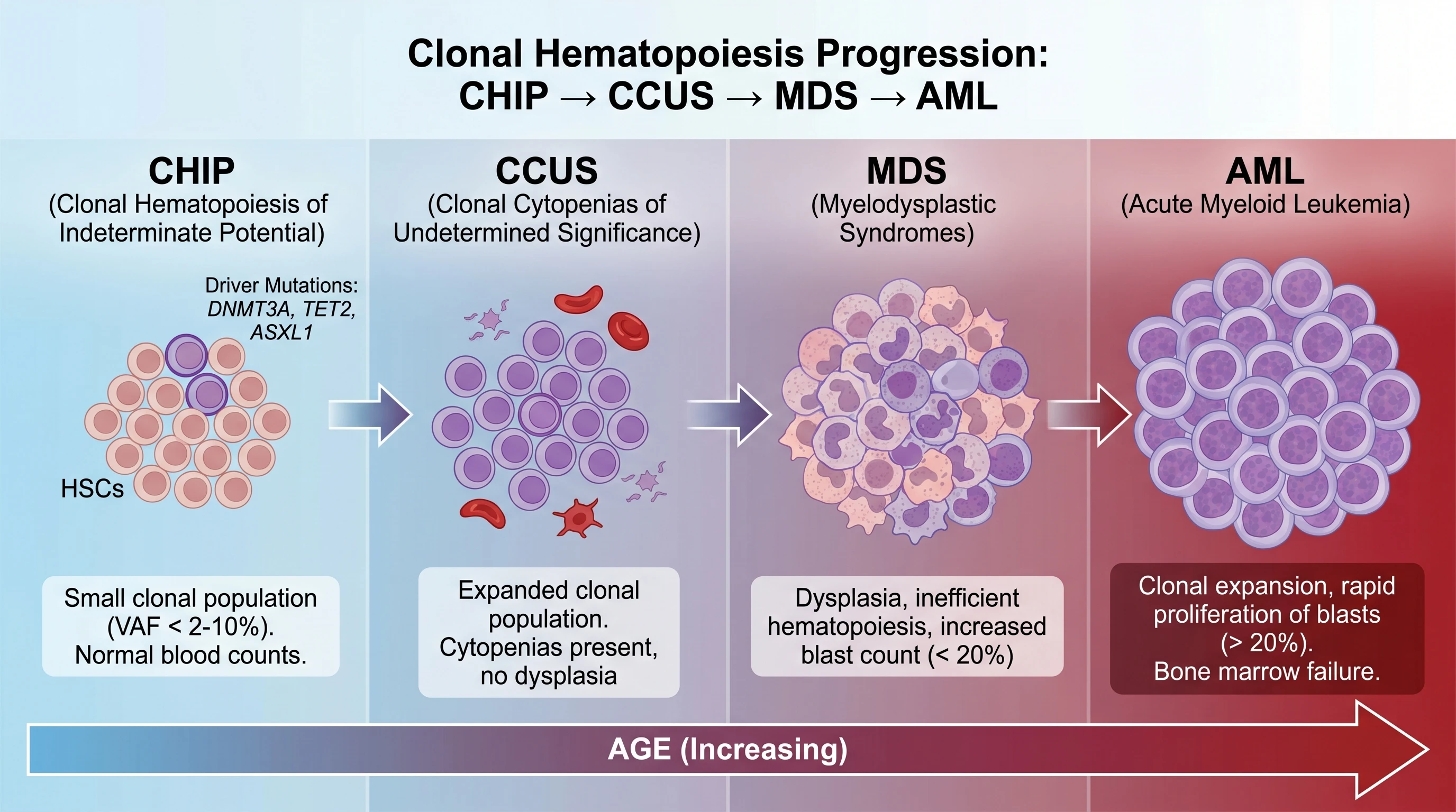 Clonal Hematopoiesis CHIP → AML Progression