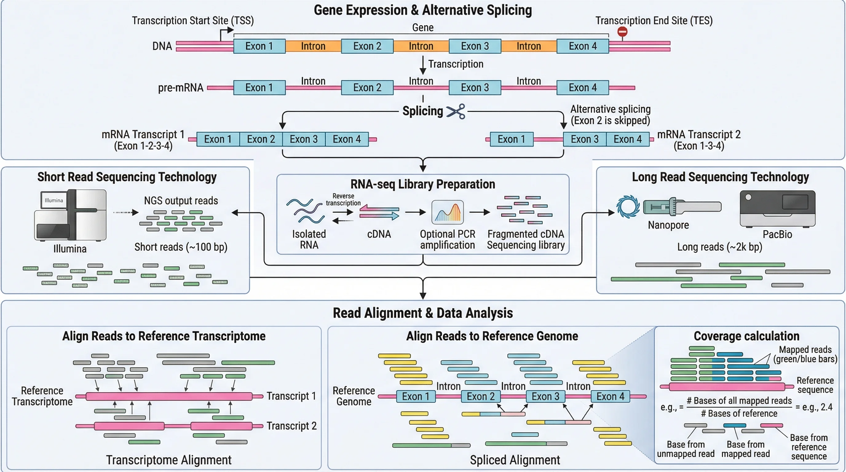 RNA Seq Data Science Workflow