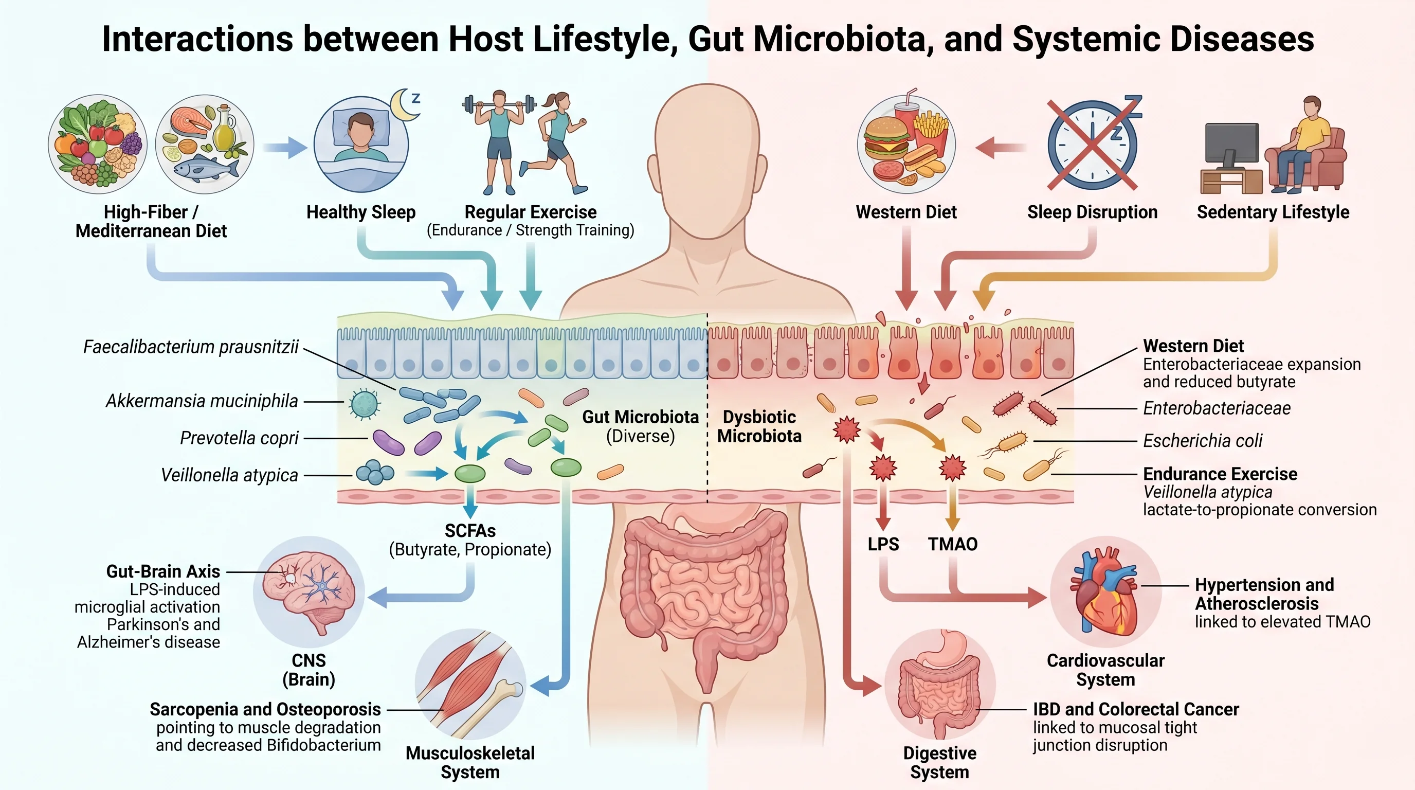 Gut Microbiota Multi-Organ Axis Diagram