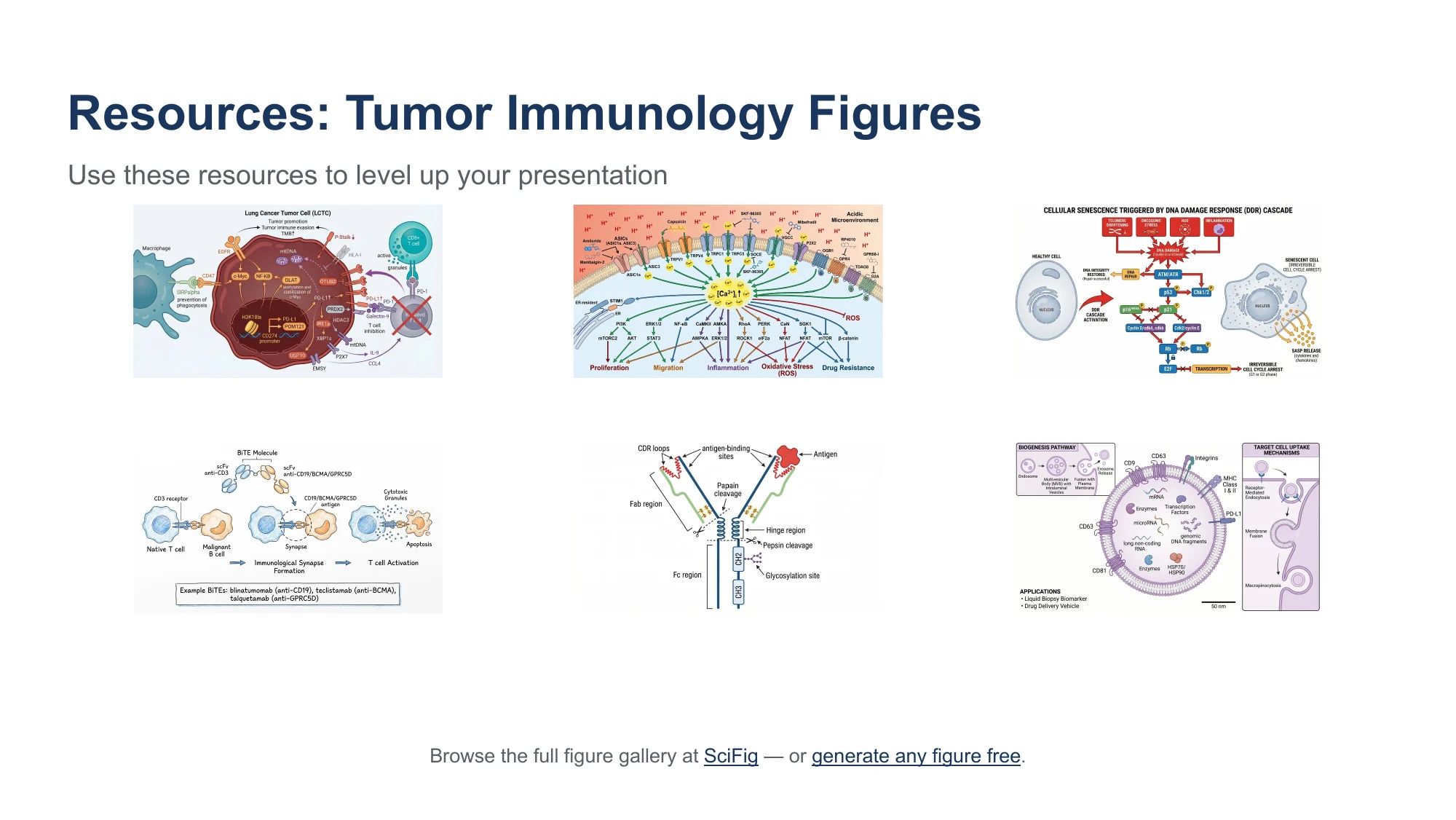Academic conference presentation example: the tumor immunology figure set that ships inside the PowerPoint deck