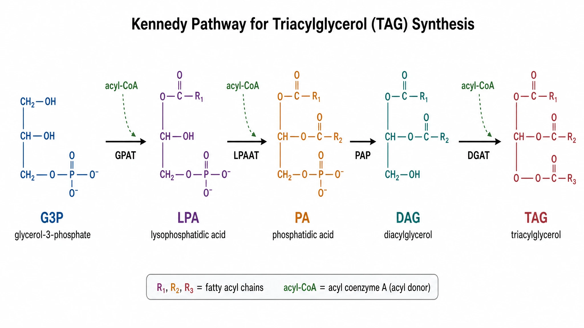 The Kennedy Pathway, Step by Step