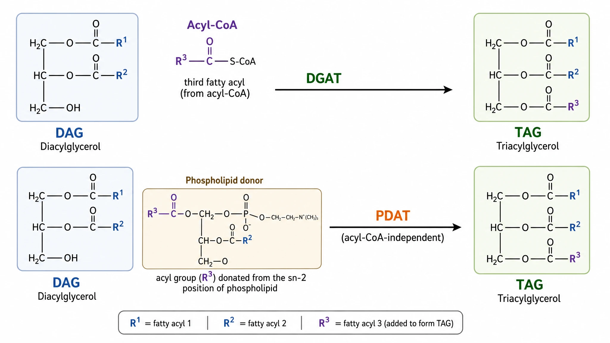 Two Routes From DAG, Not One
