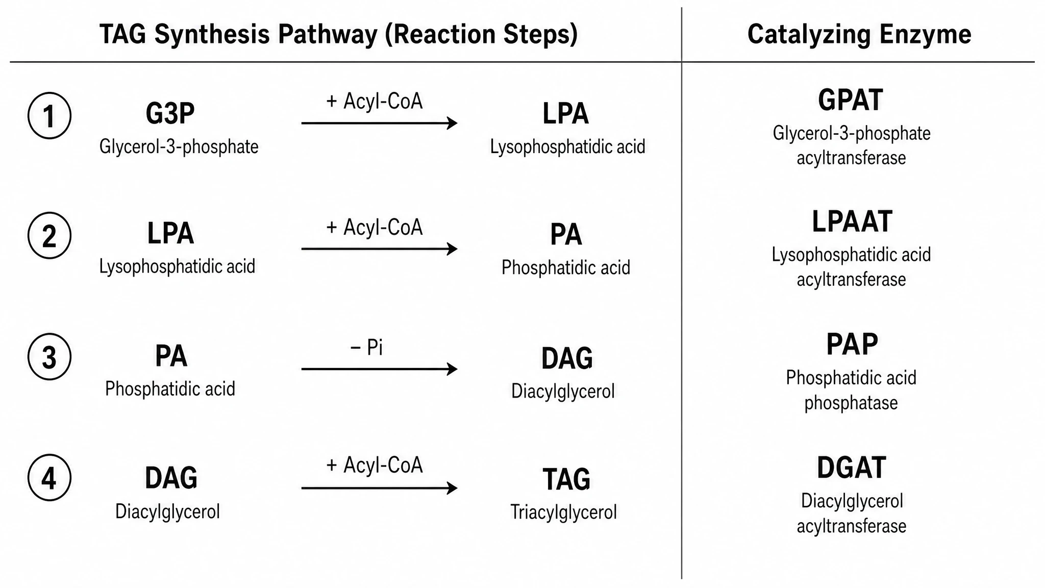 Enzymes, Isoforms, and Localisation