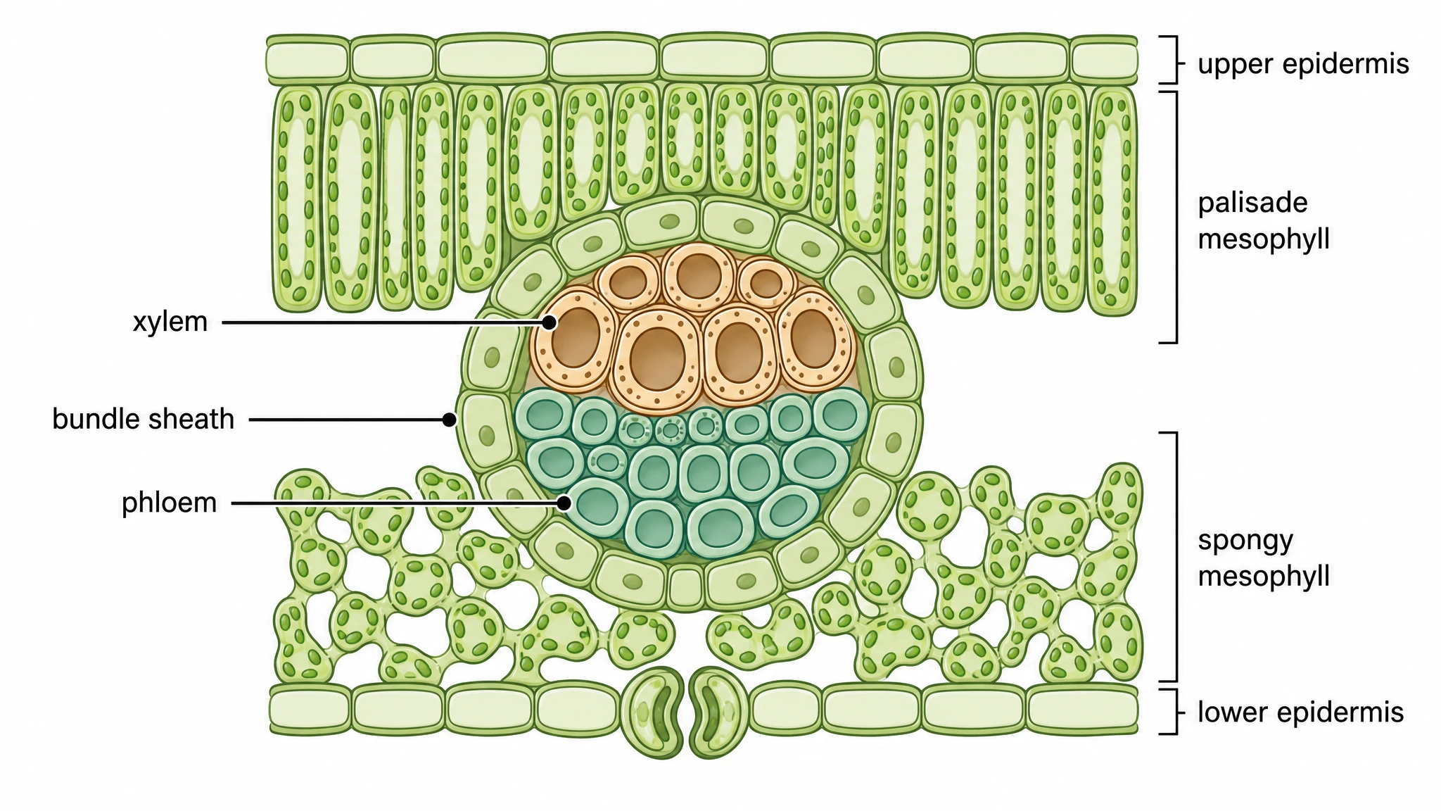 Xylem above, phloem below, bundle sheath around