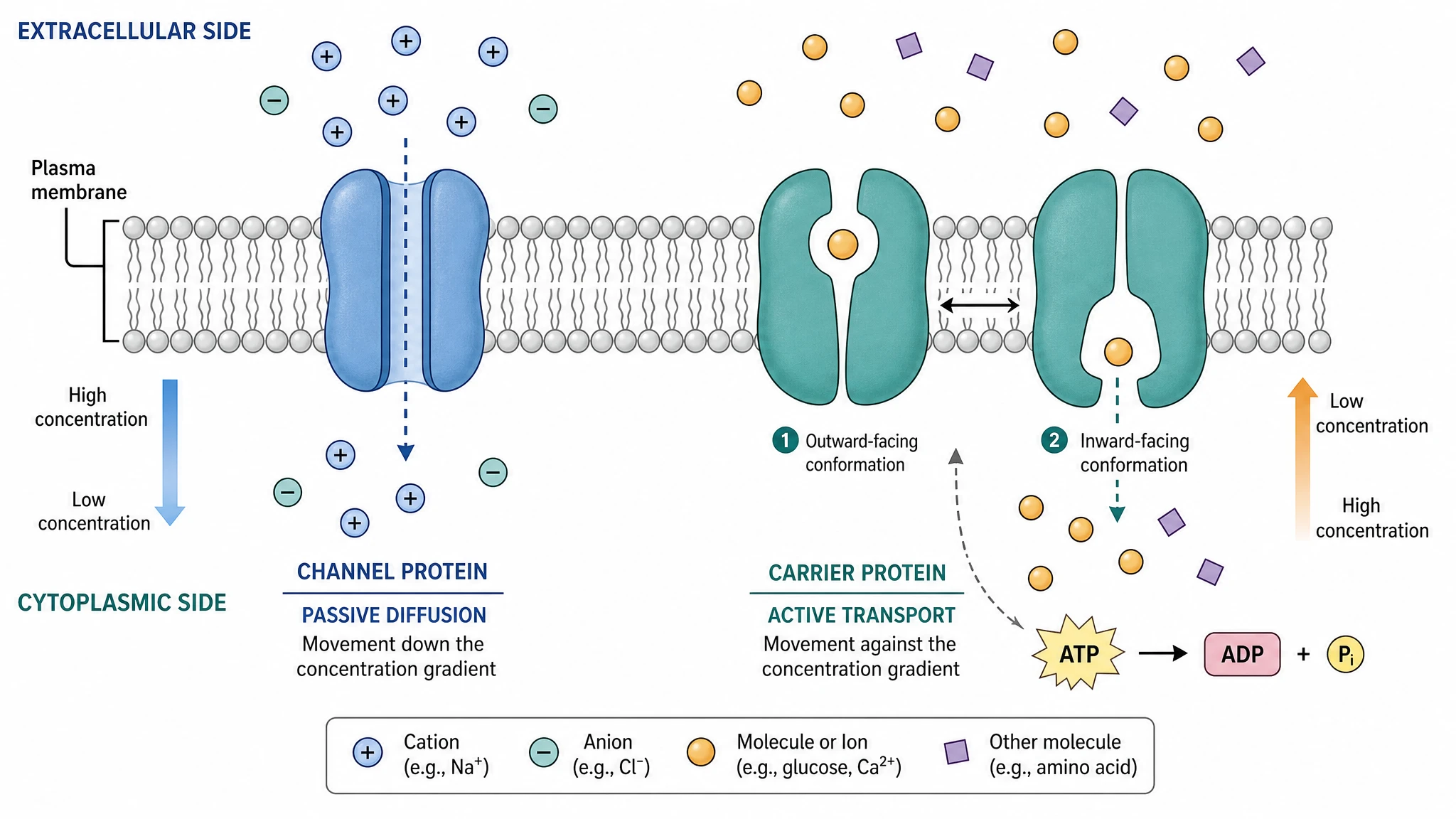 Transport: Channels, Carriers, and Pumps Are Not Interchangeable