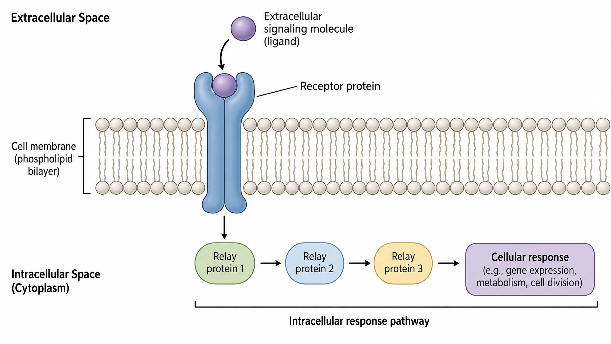 Receptors Transduce Signals Across the Bilayer