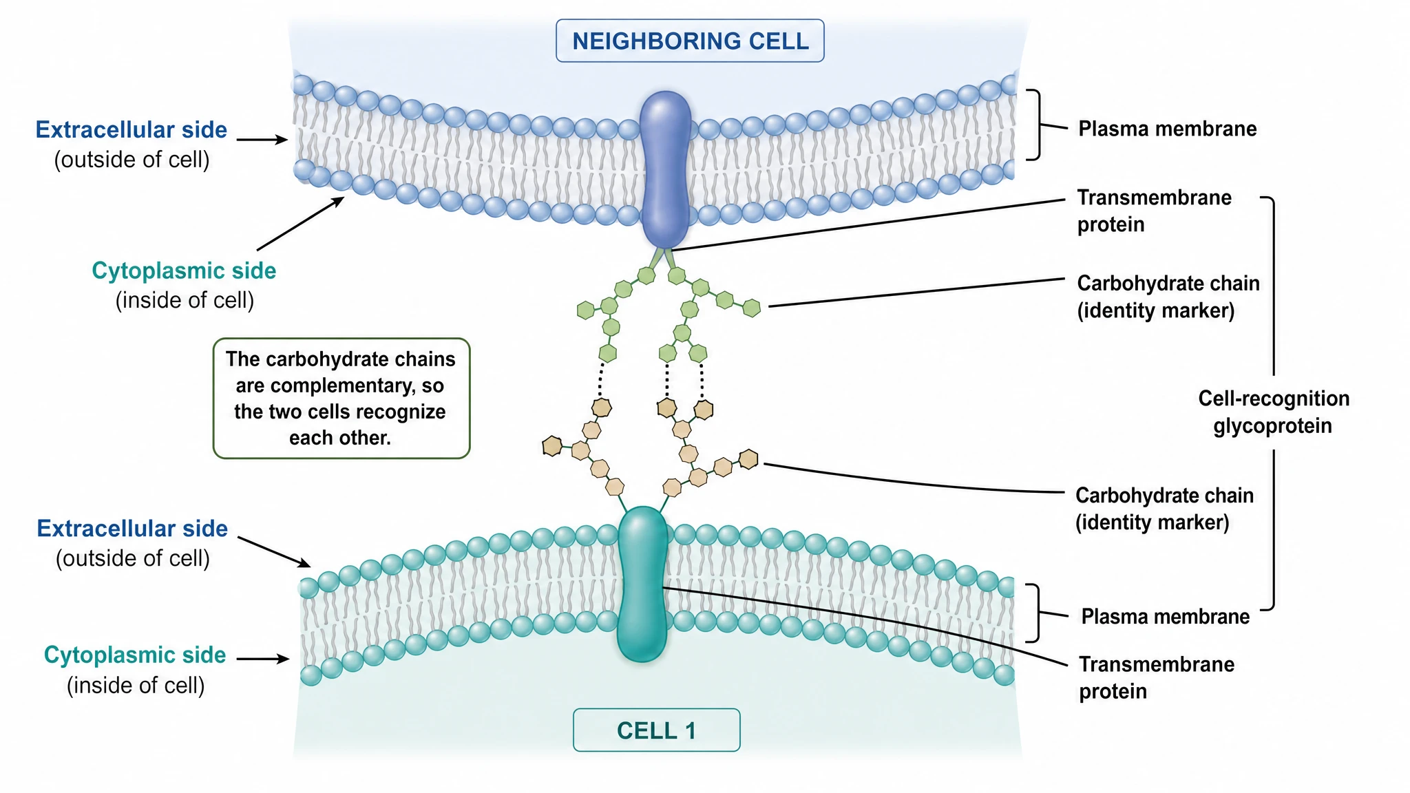 Recognition Glycoproteins and Bilayer Topology
