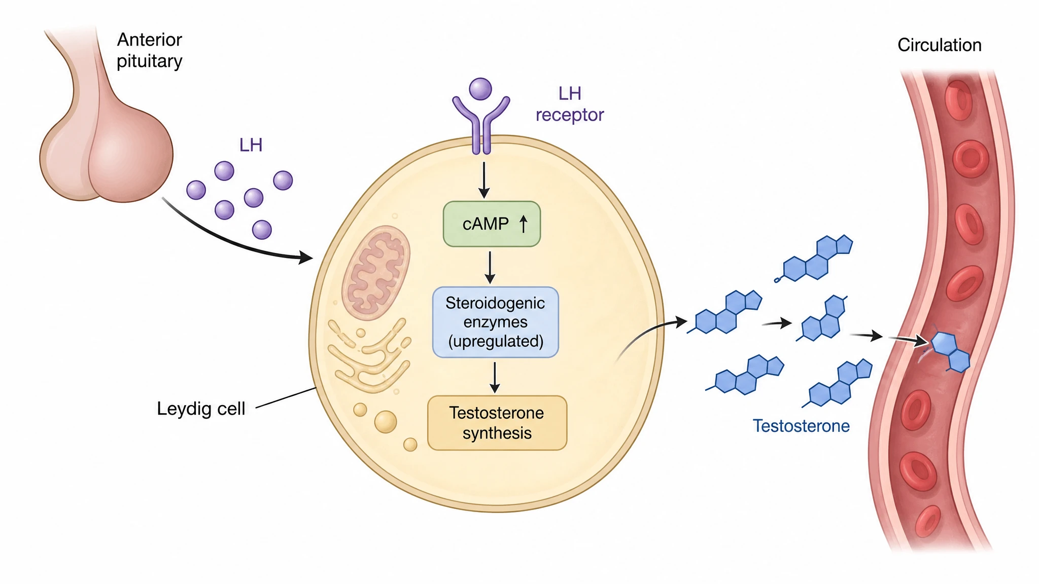 LH acting on Leydig cells and steroidogenesis