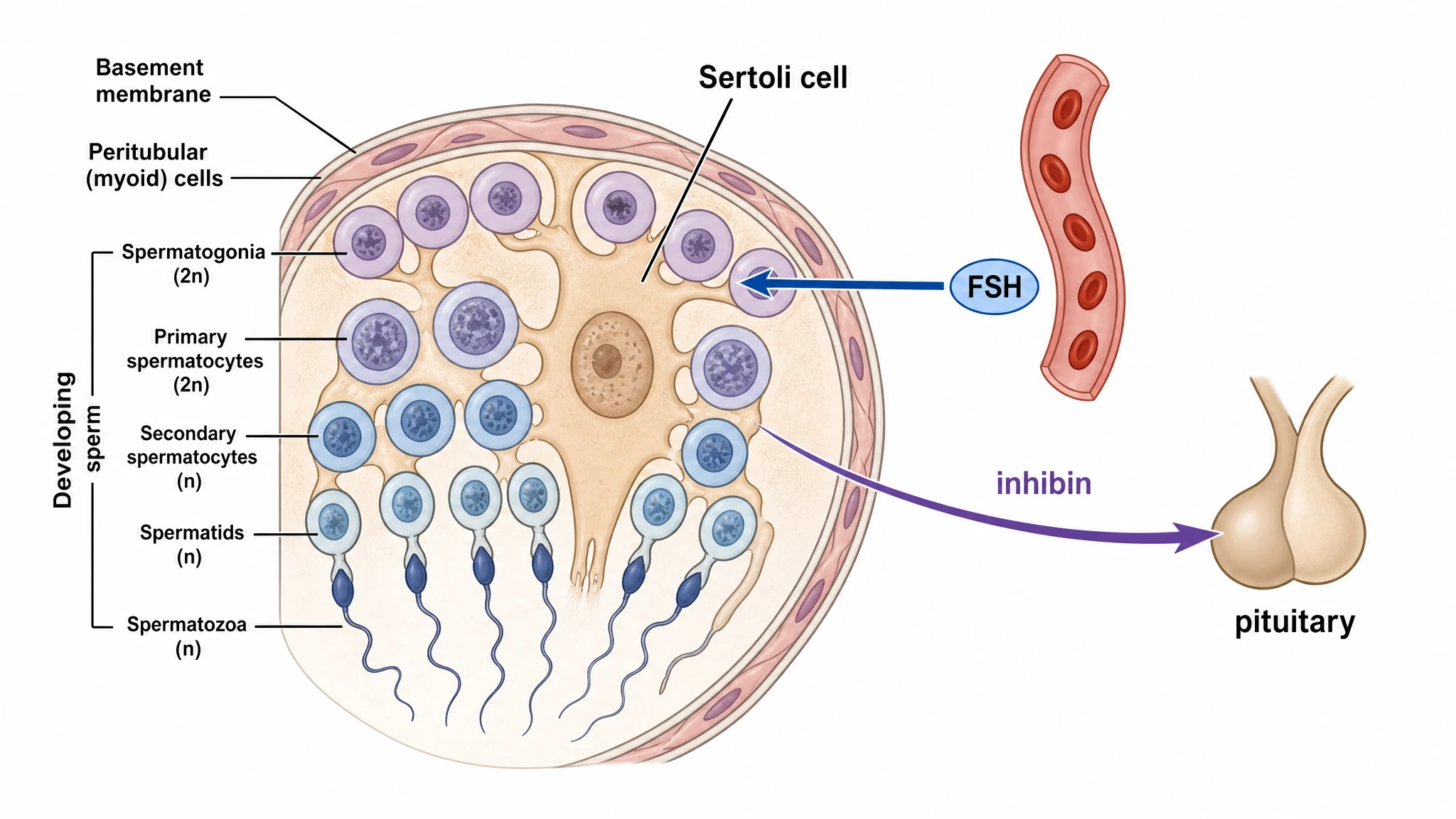 FSH acting on Sertoli cells and the tubule