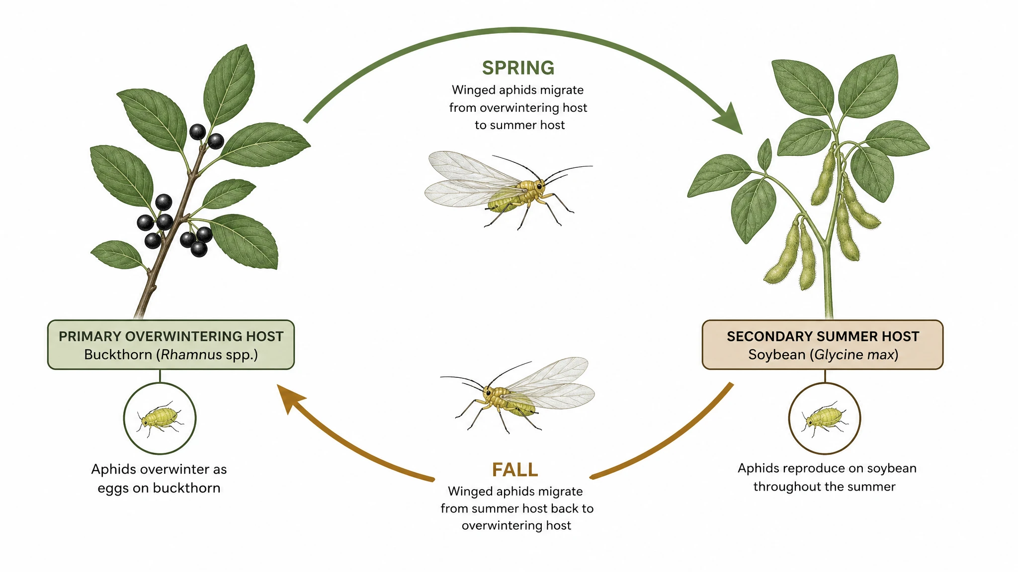 Host alternation between buckthorn and soybean