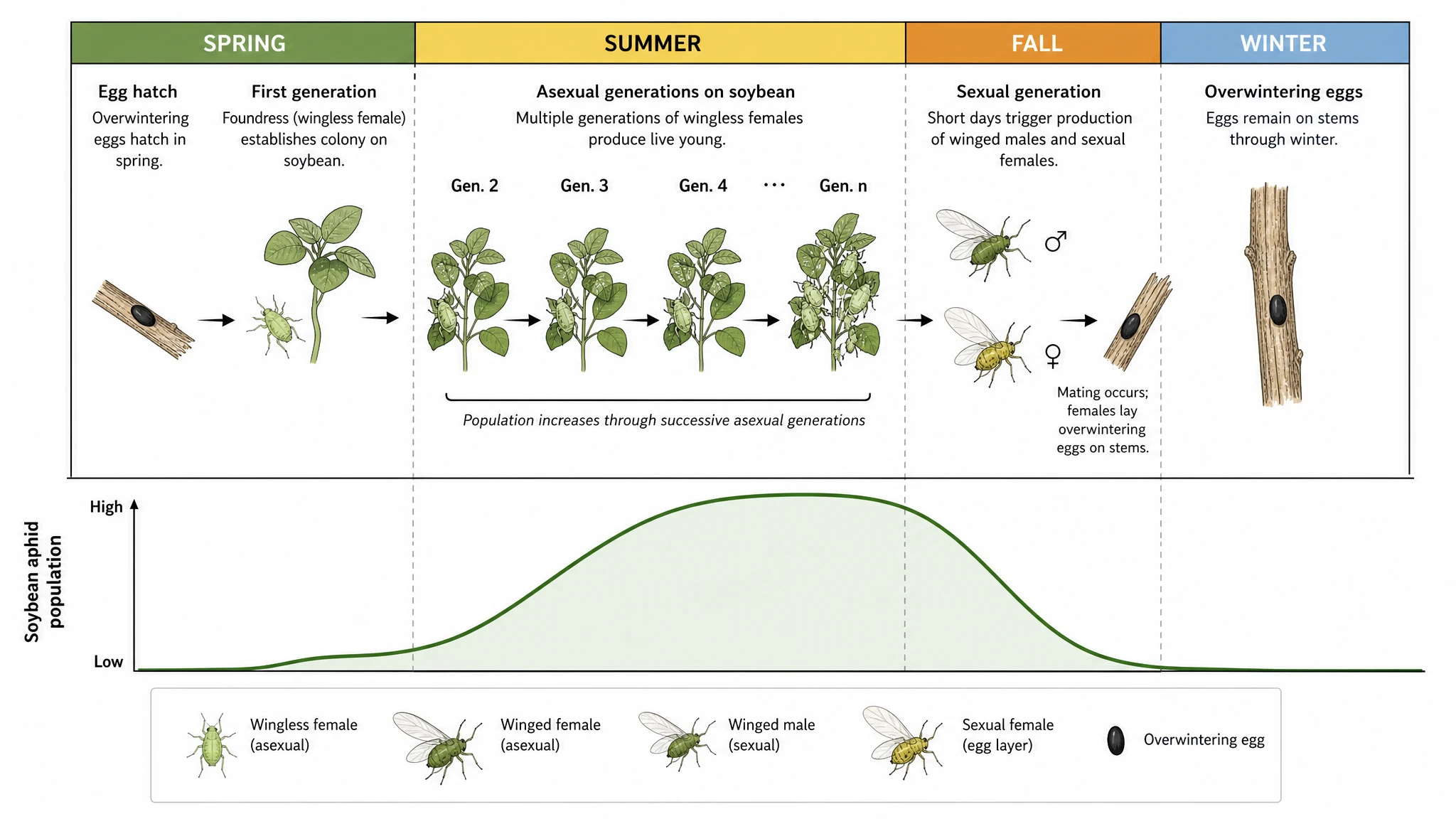 Seasonal timeline aligned to the crop calendar