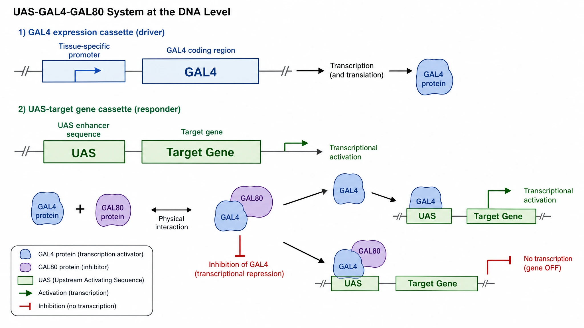 Driver, effector and repressor in one panel