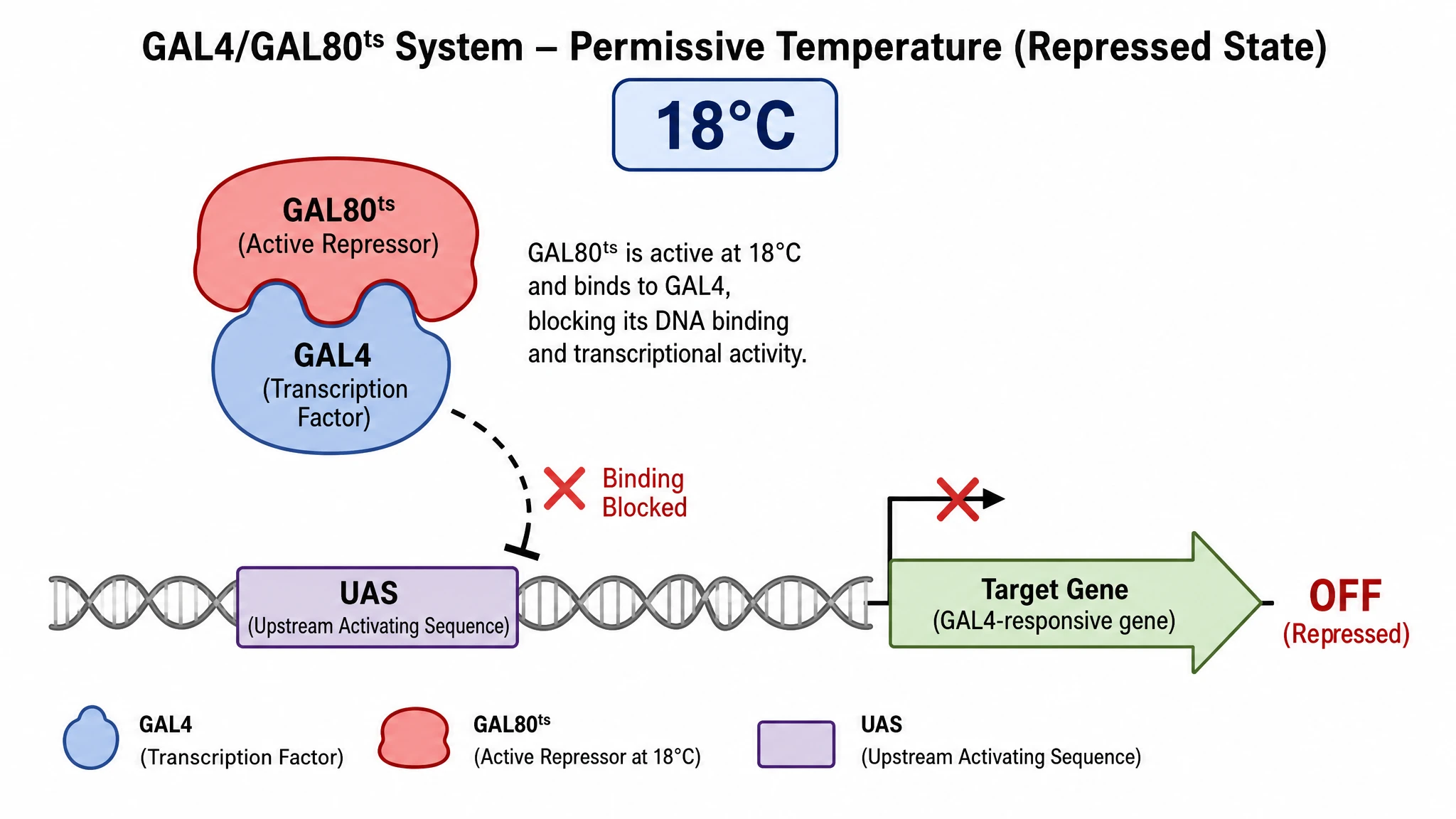 Permissive 18 °C state with repression intact