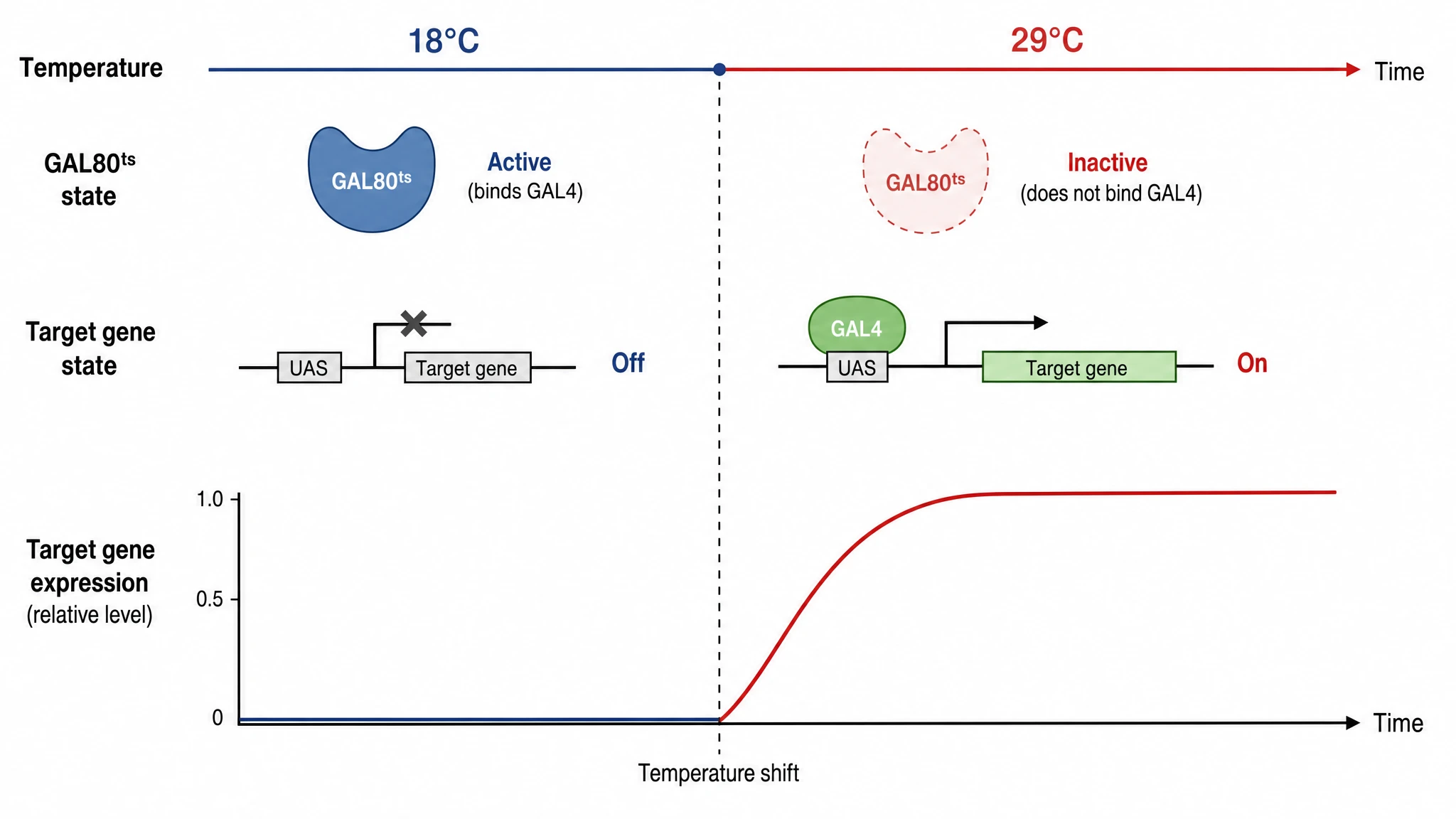 Shift protocol timeline for temporal control