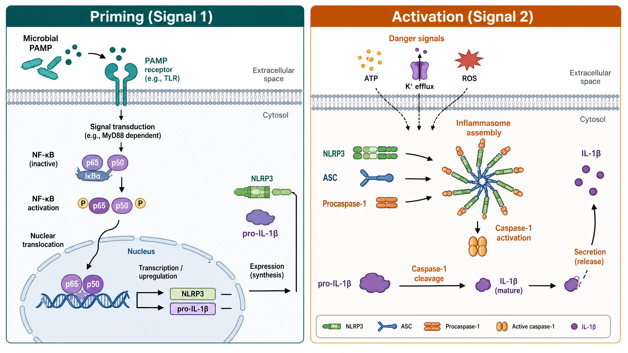 Priming and activation are two separate signals
