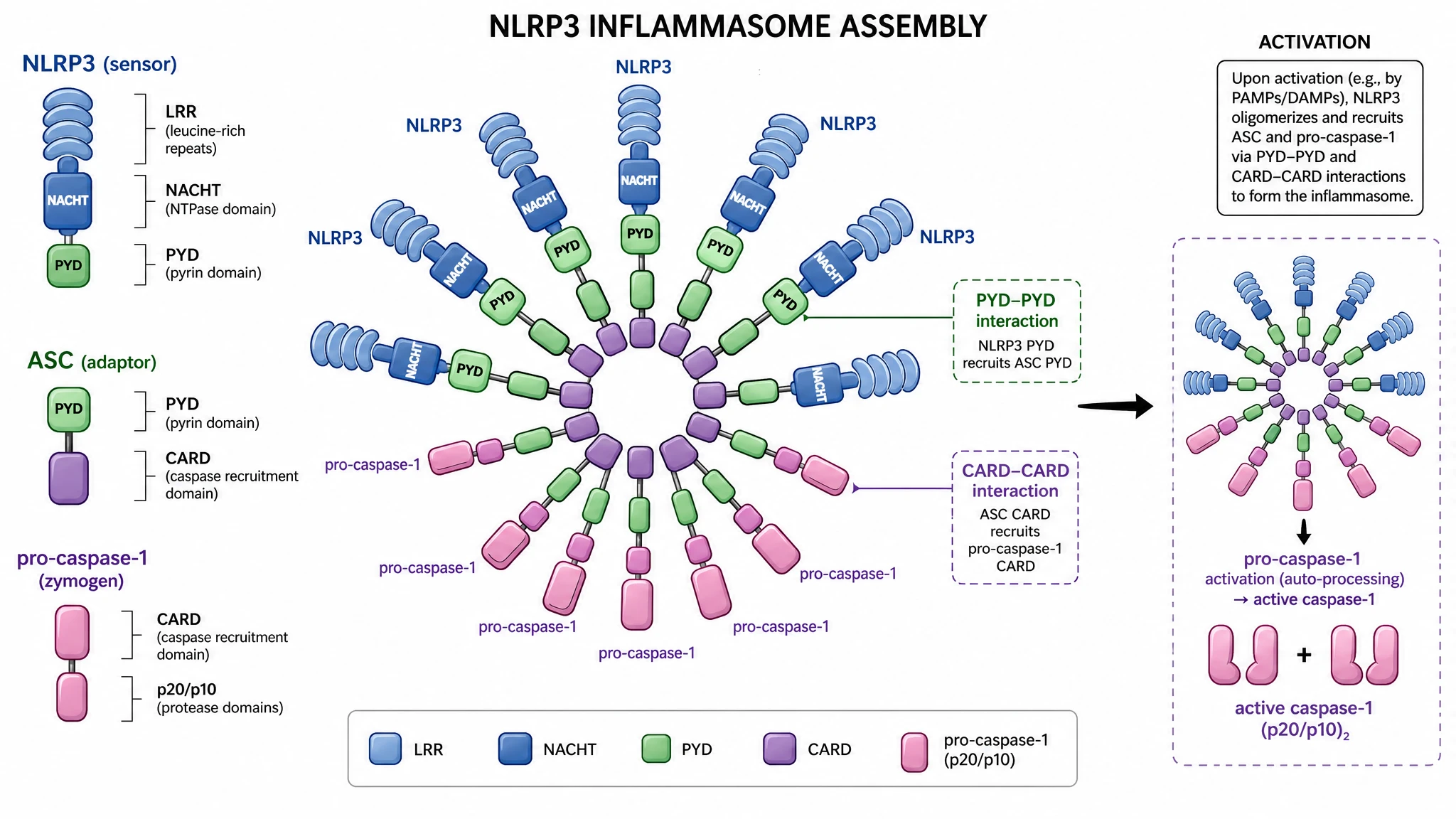 NLRP3, ASC and pro-caspase-1 assemble by homotypic domains