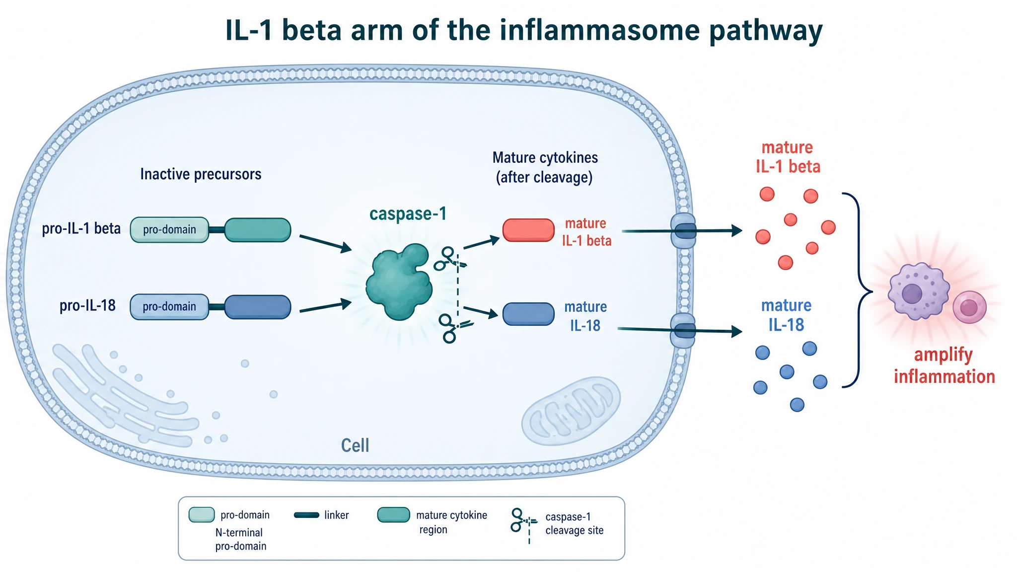 Caspase-1 matures pro-IL-1 beta and pro-IL-18