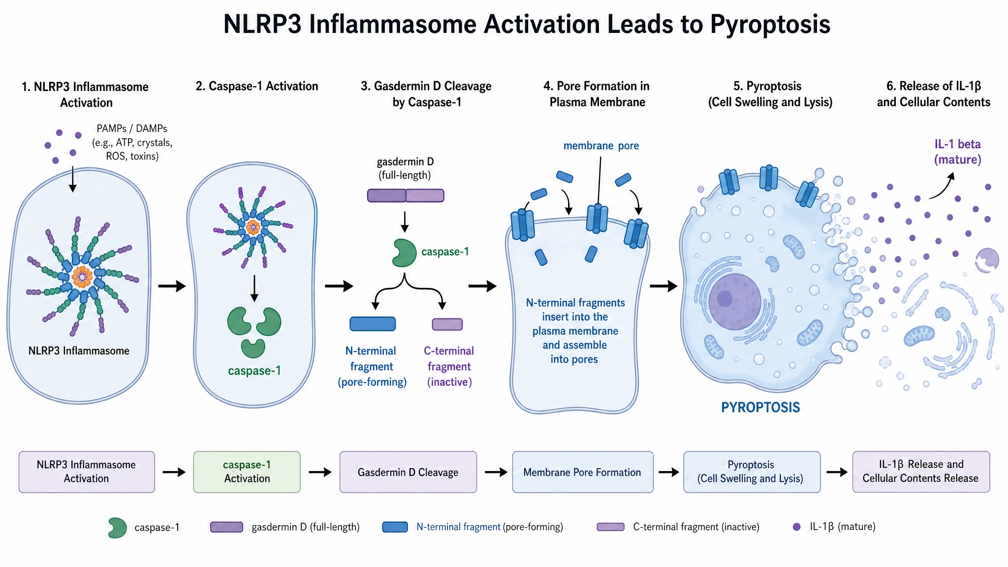 Gasdermin D pores drive release and pyroptosis