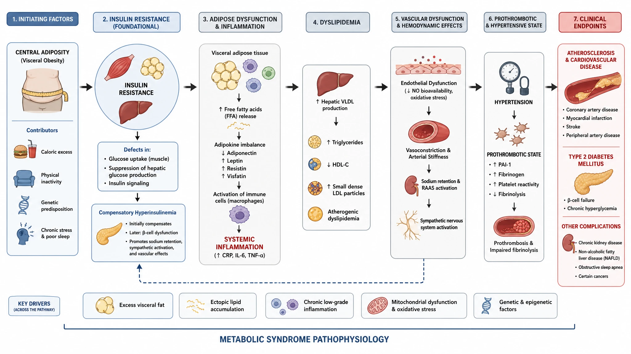Mechanistic Links to Dyslipidaemia and Hypertension
