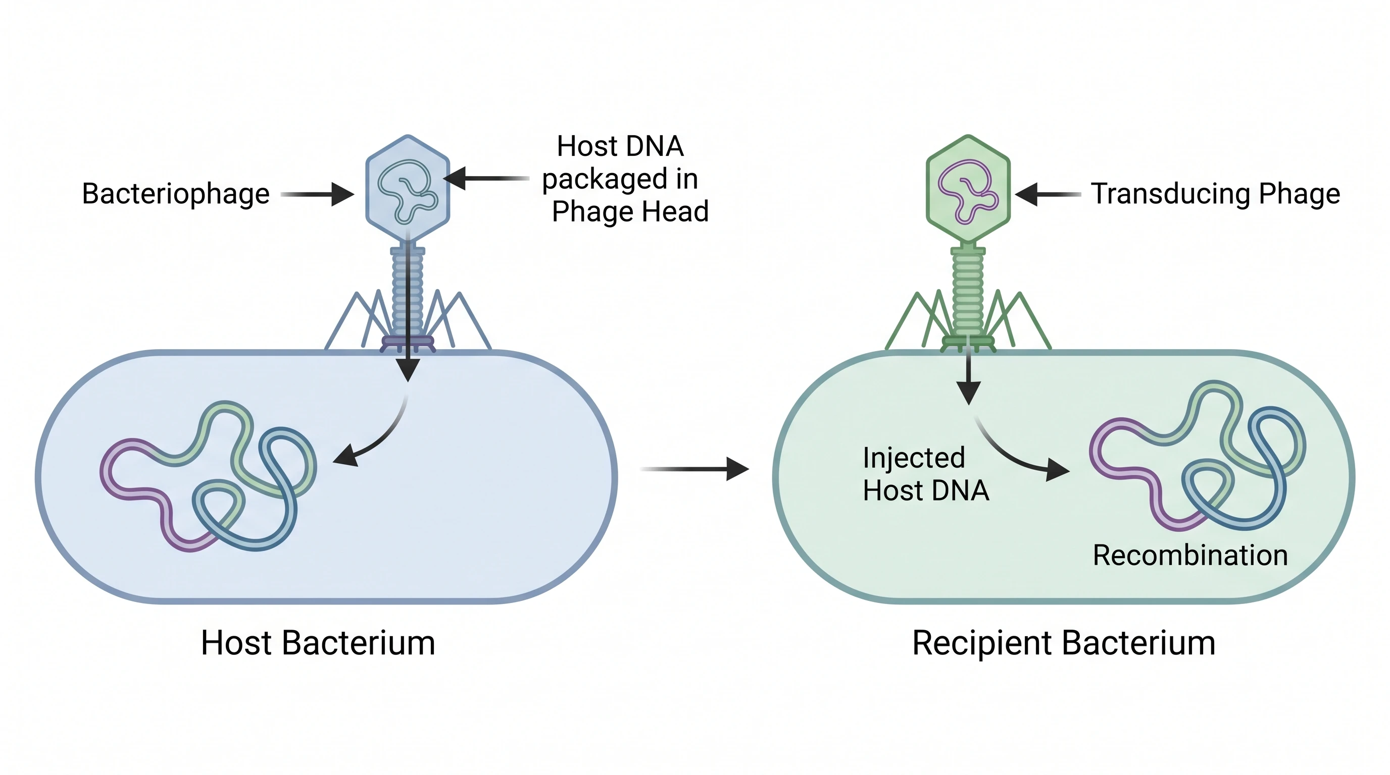 Split transduction into generalised and specialised