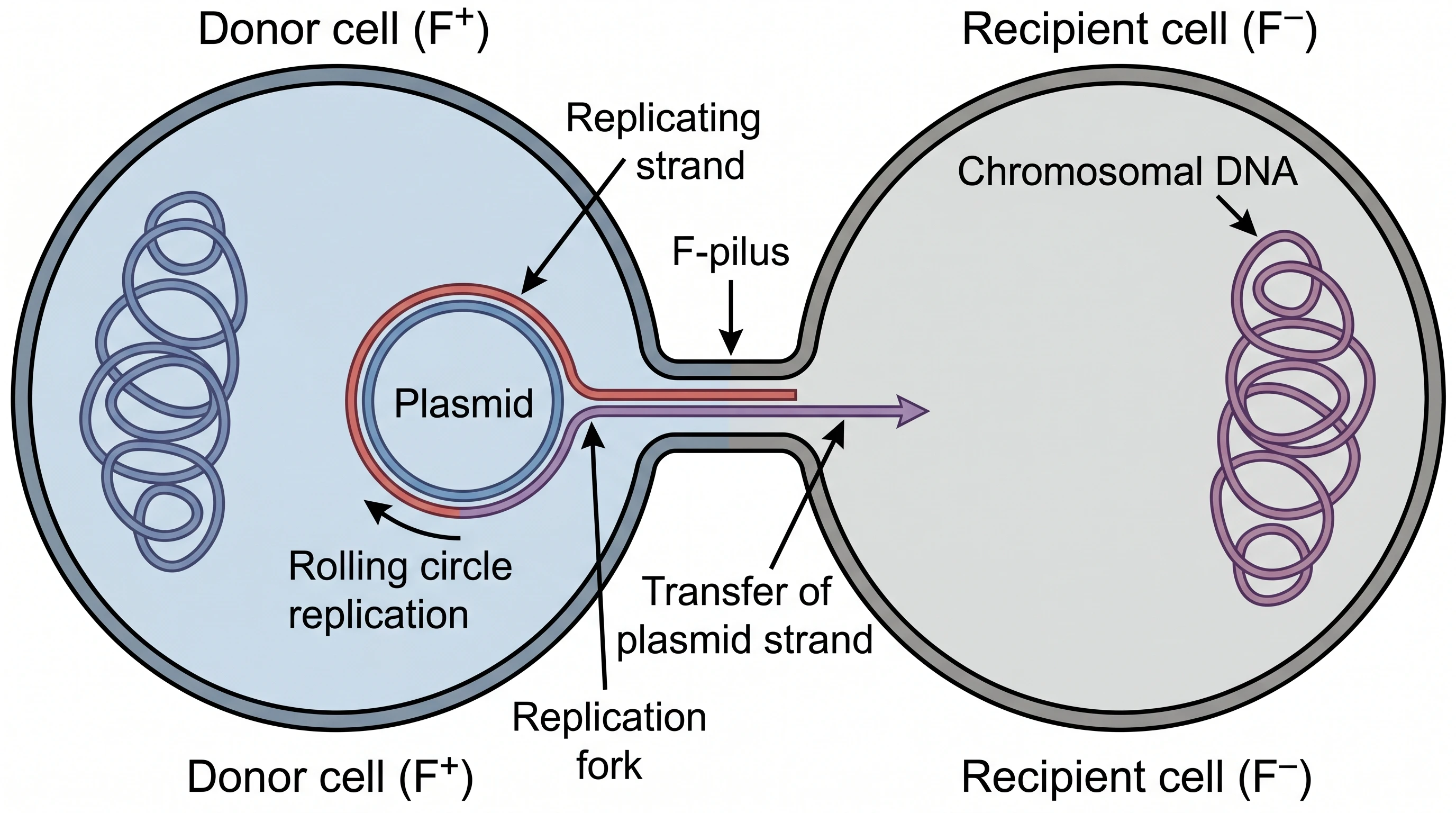 Draw conjugation as a single-strand transfer event
